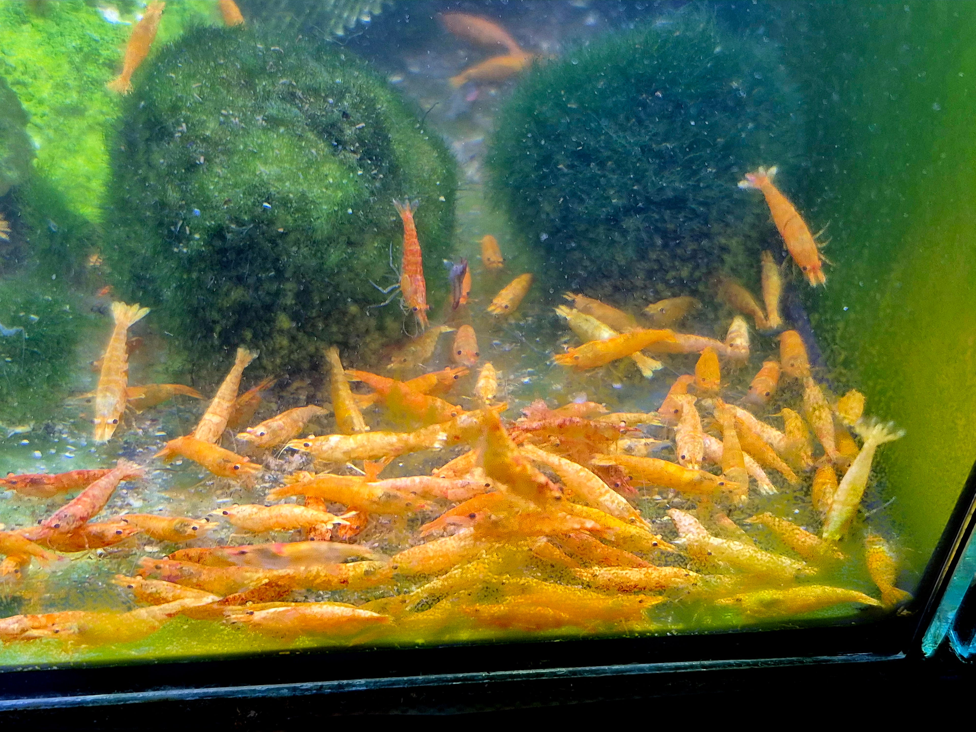 Rarität Koi Sunburst Orange Zwerggarnele Neocaridina Davidi Garnelen
