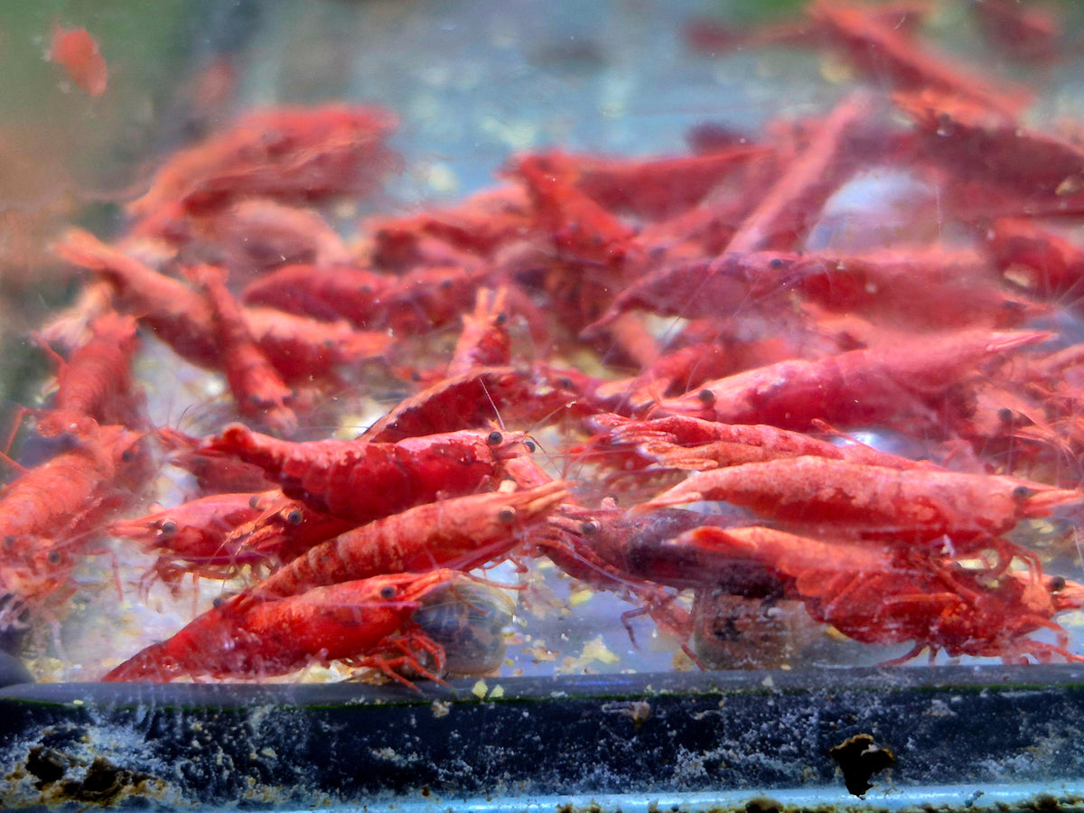 Red Sakura Rot Zwerggarnele Neocaridina Davidi