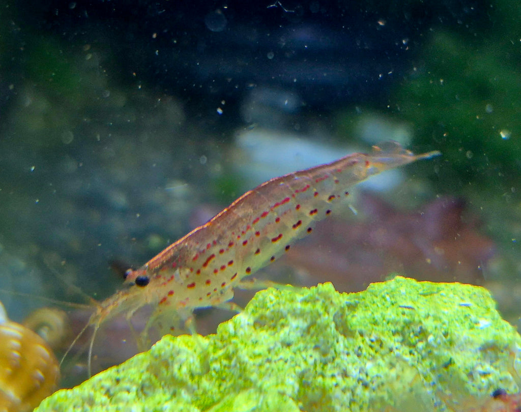Amanogarnelen Rot (Caridina multidentata) – Grösse L- ca. 3 cm robuste Algenfresser für Gesellschaftsbecken