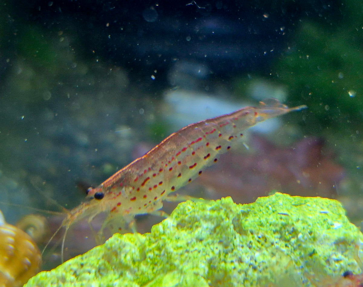 Amanogarnelen Rot (Caridina multidentata) – Grösse L- ca. 3 cm robuste Algenfresser für Gesellschaftsbecken