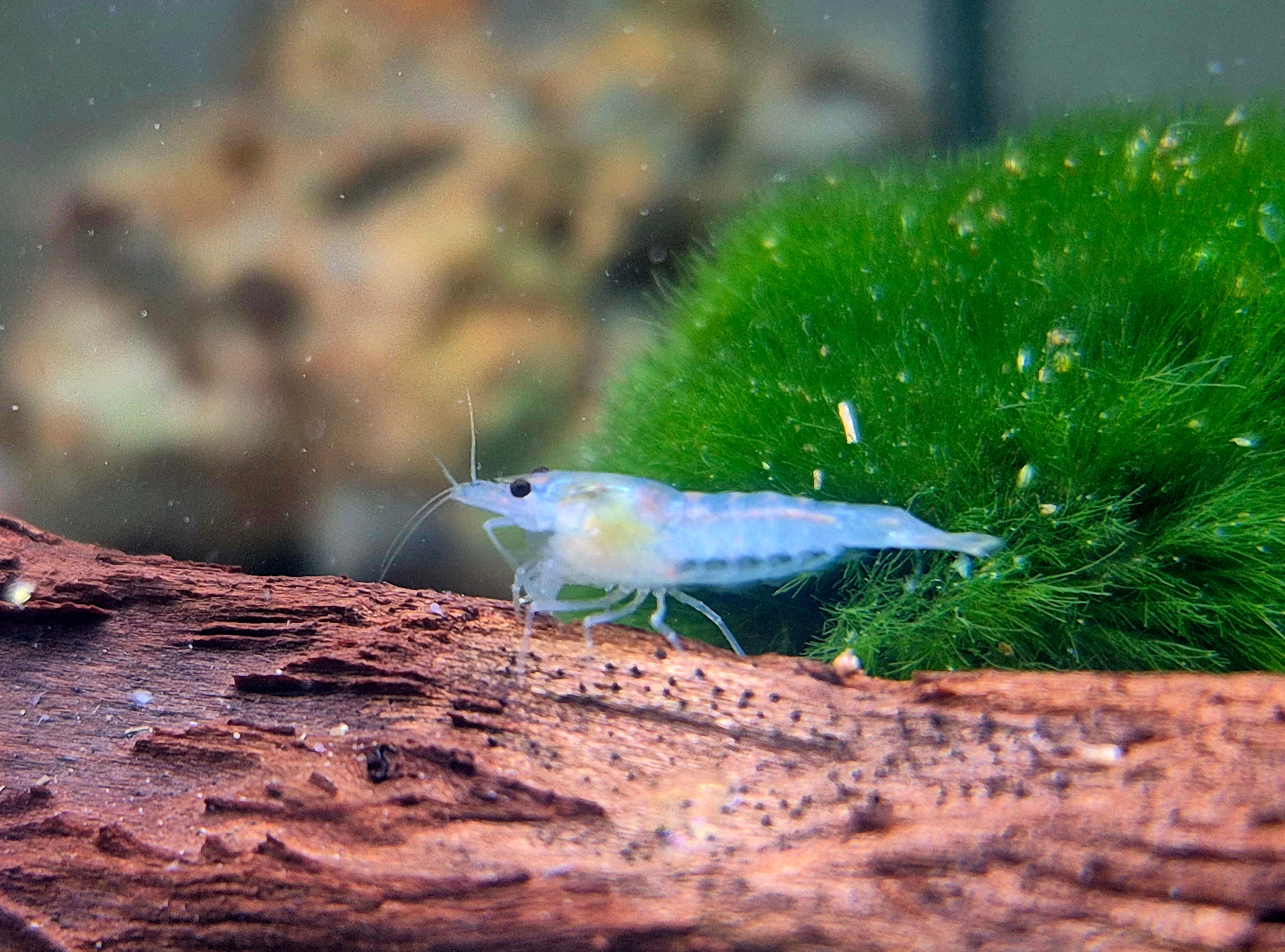 Blue Jelly blau Zwerggarnele Neocaridina Davidi