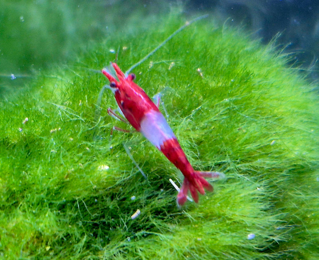 Red Rili Rot Zwerggarnele Neocaridina Davidi