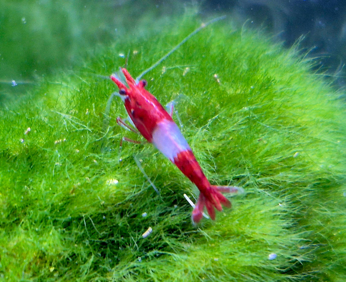 Red Rili Rot Zwerggarnele Neocaridina Davidi