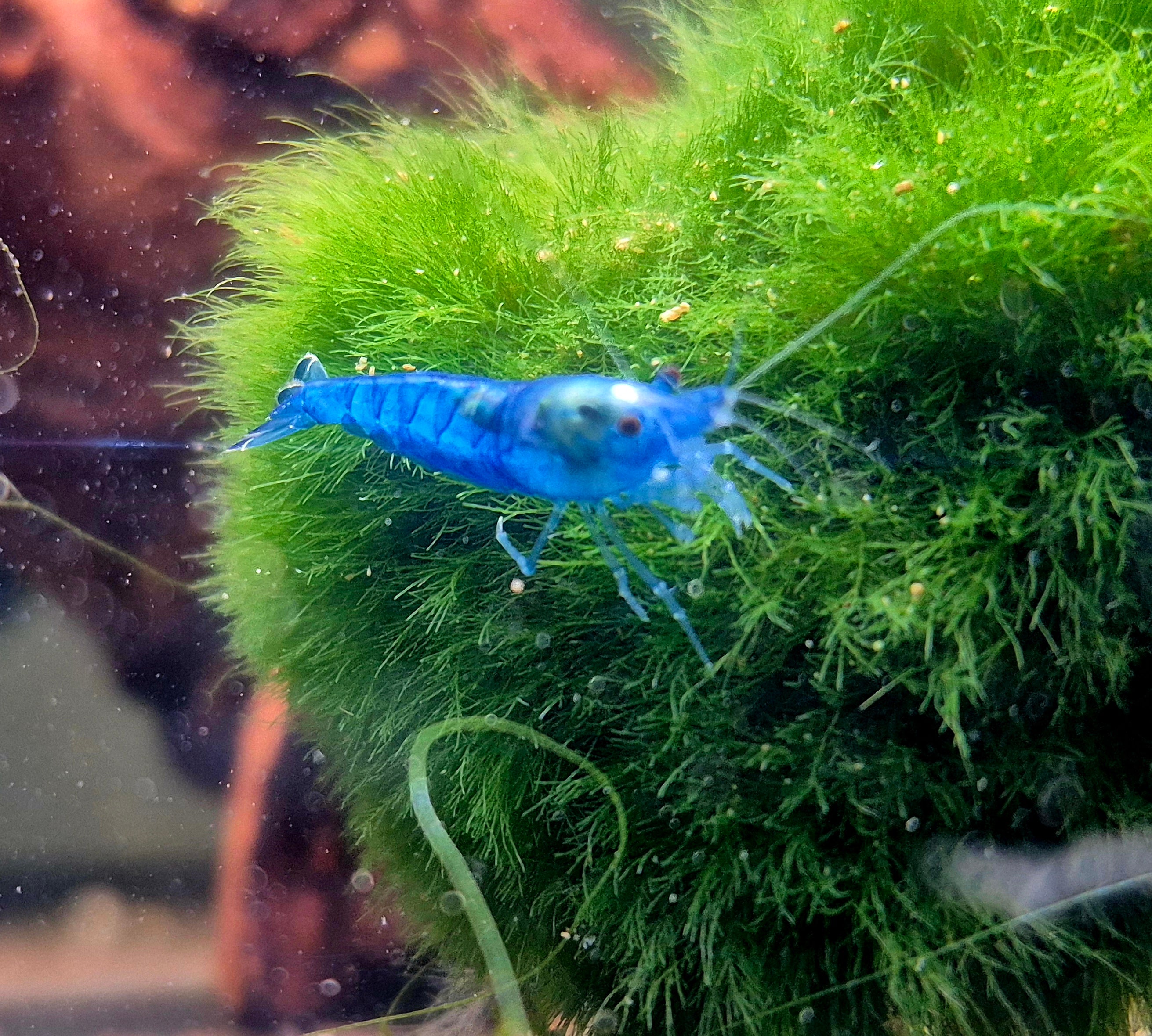 Dark Blue Jelly Blau Extrene Zwerggarnele Neocaridina Davidi