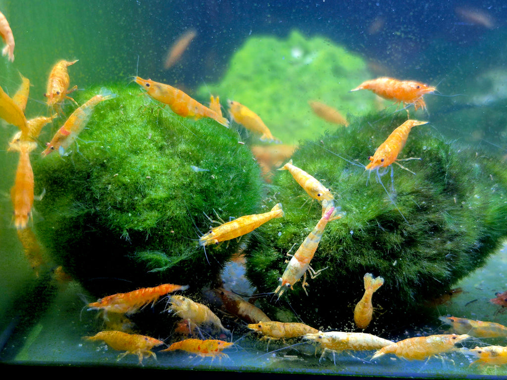 Rarität Koi Sunburst Orange Zwerggarnele Neocaridina Davidi Garnelen