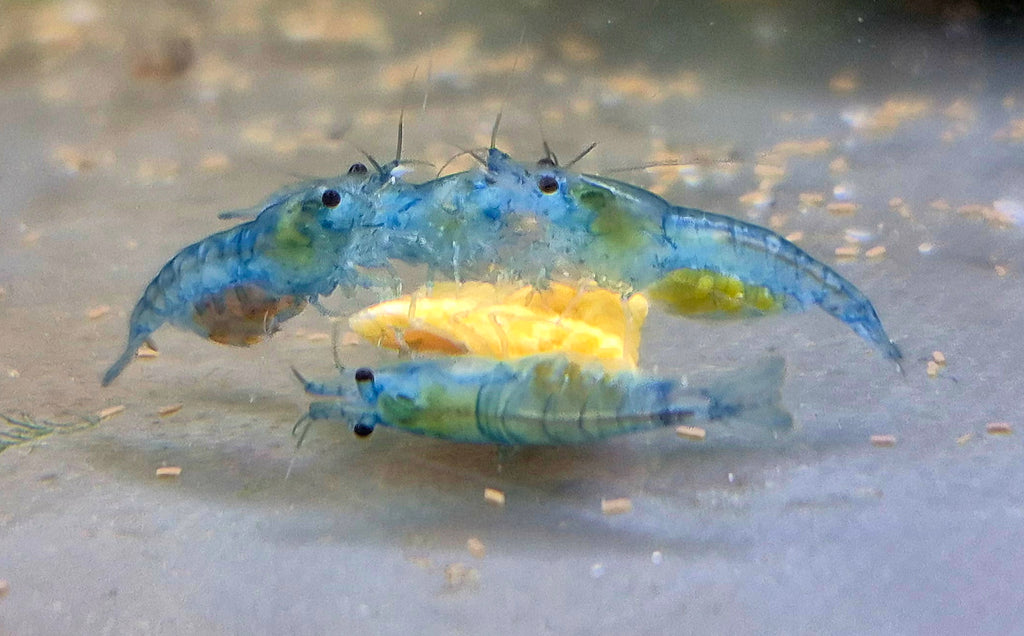 Tragende Blue Jelly Garnelen – mit Eiern tragend 🦐💙