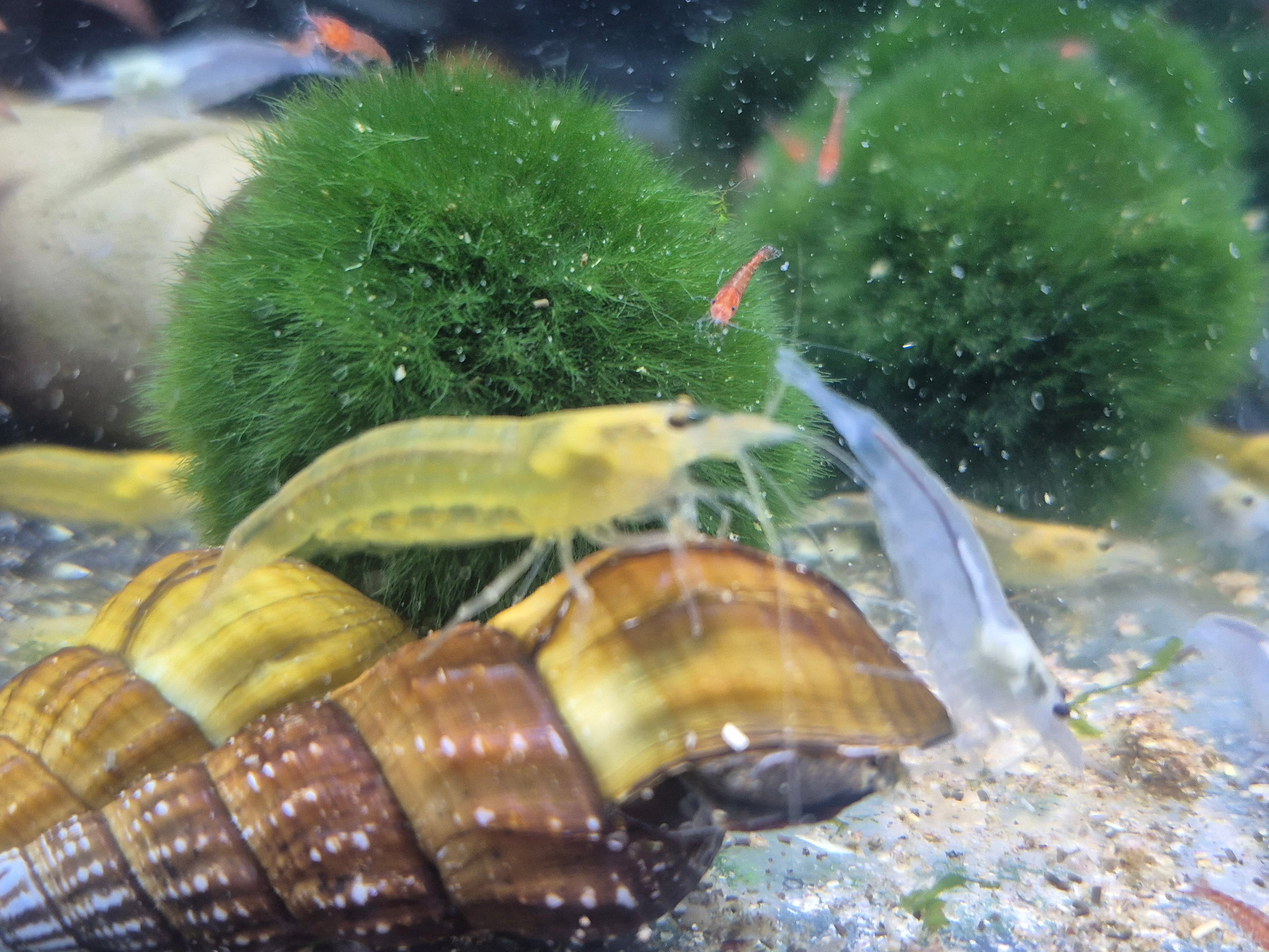 XL gelbe Amanogarnelen (Caridina multidentata) – ca. 3 cm