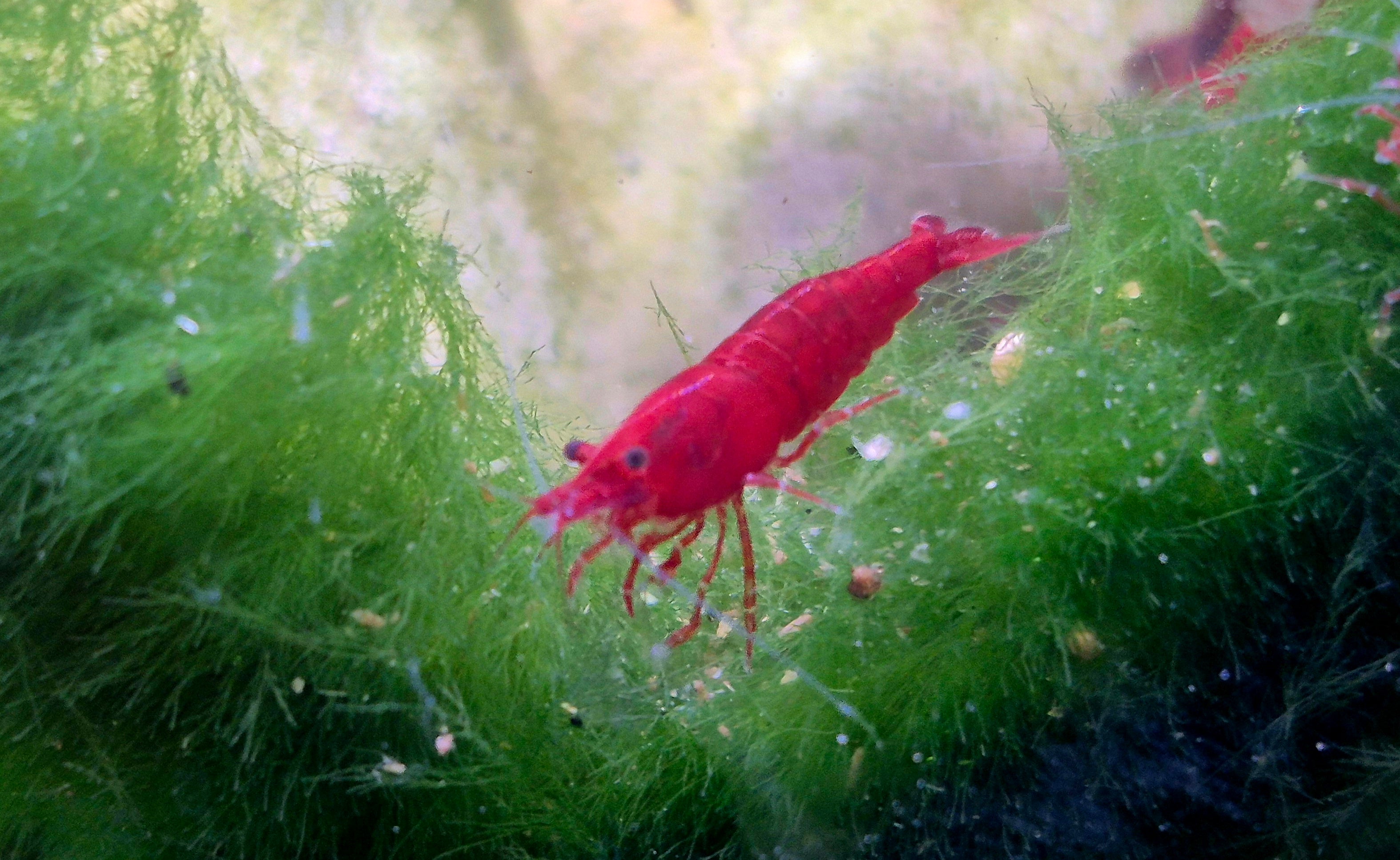 Bloody Mary Rot Zwerggarnele Neocaridina Davidi