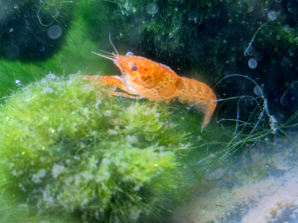 CPO Zwergflusskrebs Trio – 1 Männchen & 2 Weibchen | Orange | Für das Aquarium