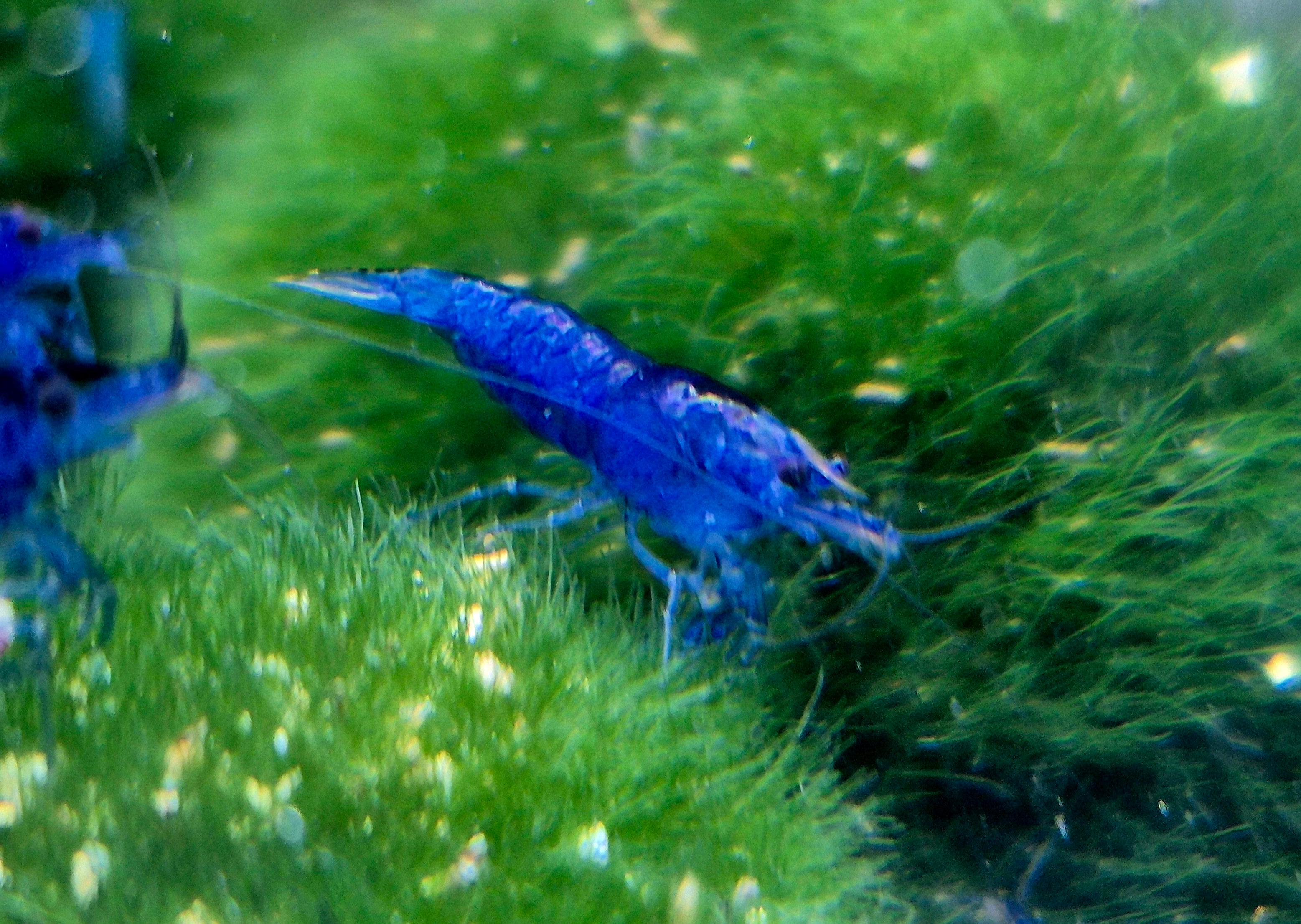 Blue Dream blau Zwerggarnele Neocaridina Davidi