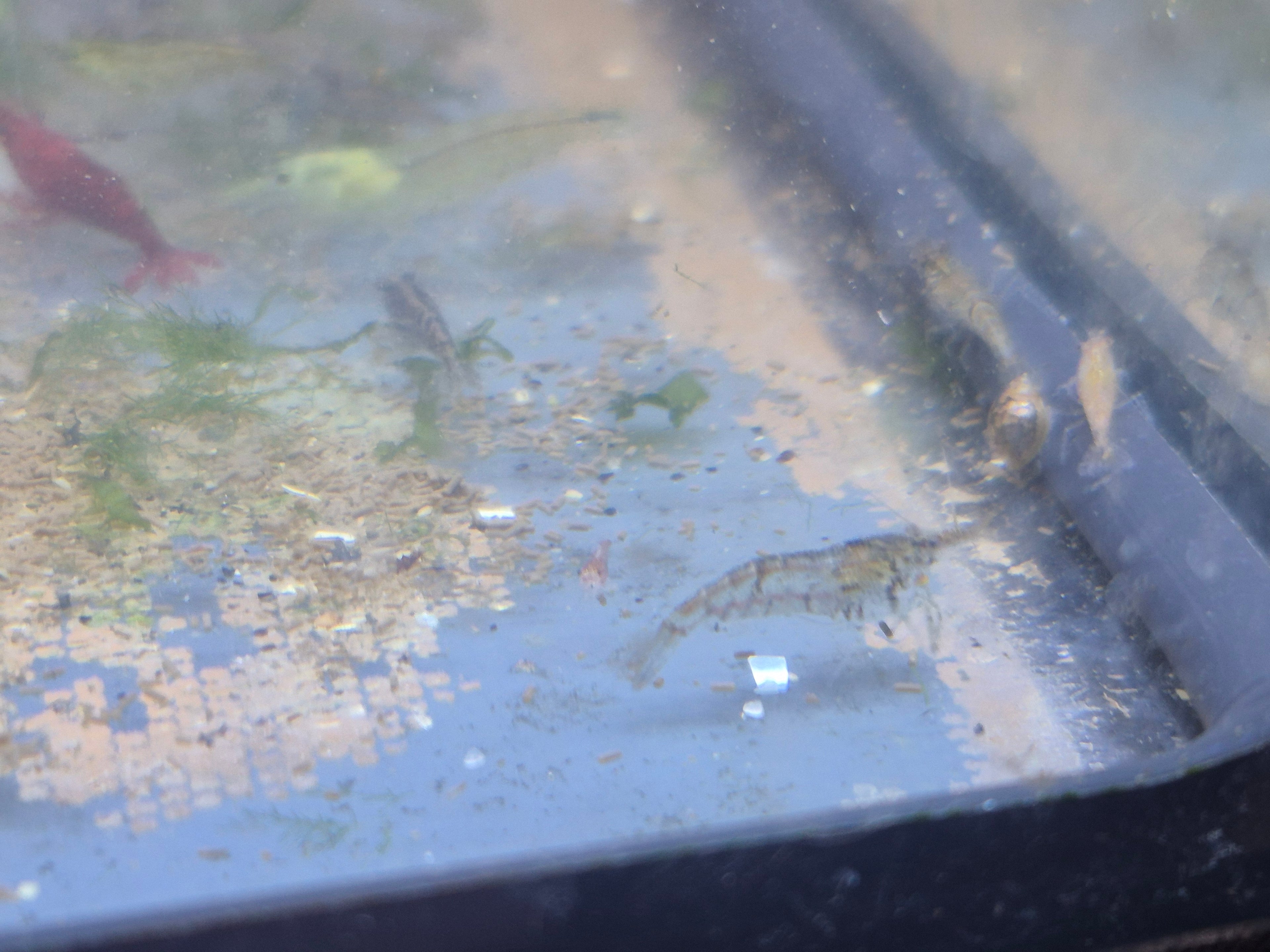 Neocaridina sp. – Farblos / Naturform grössenmix 1-2cm