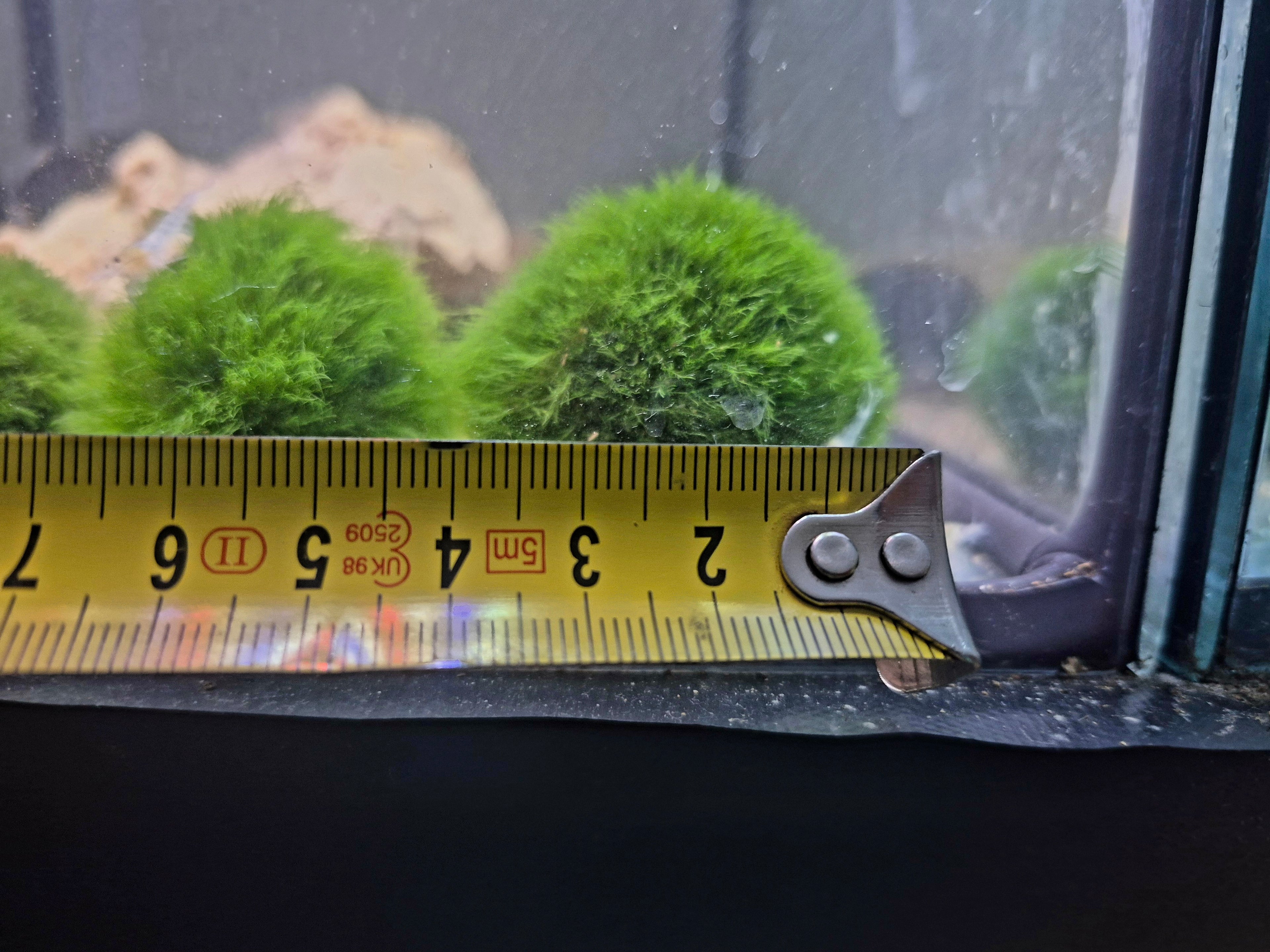 Mooskugel (Cladophora aegagropila)