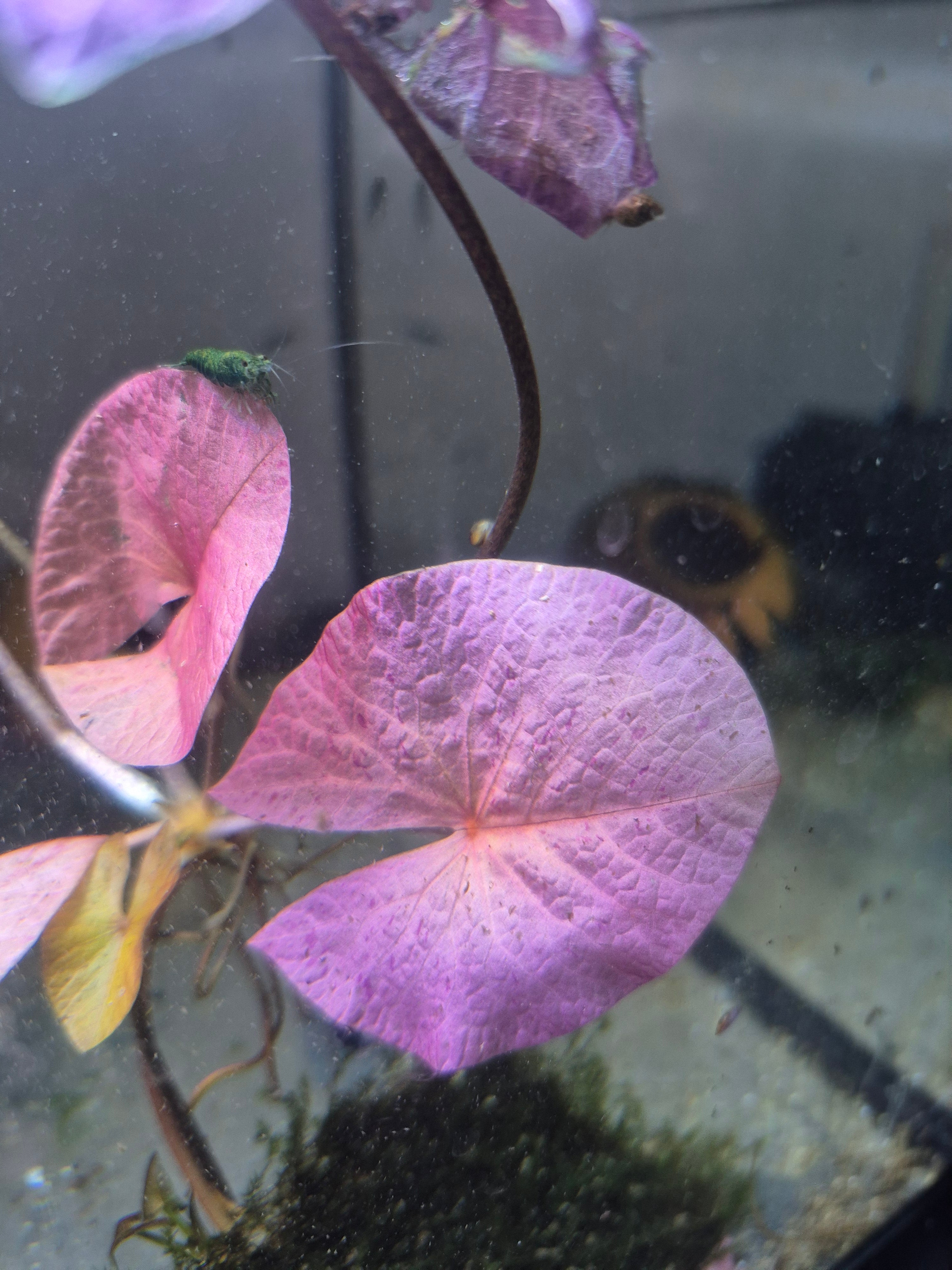 Lotusblütenknolle (Nelumbo) – natürliche Struktur für Garnelen-Aquarien