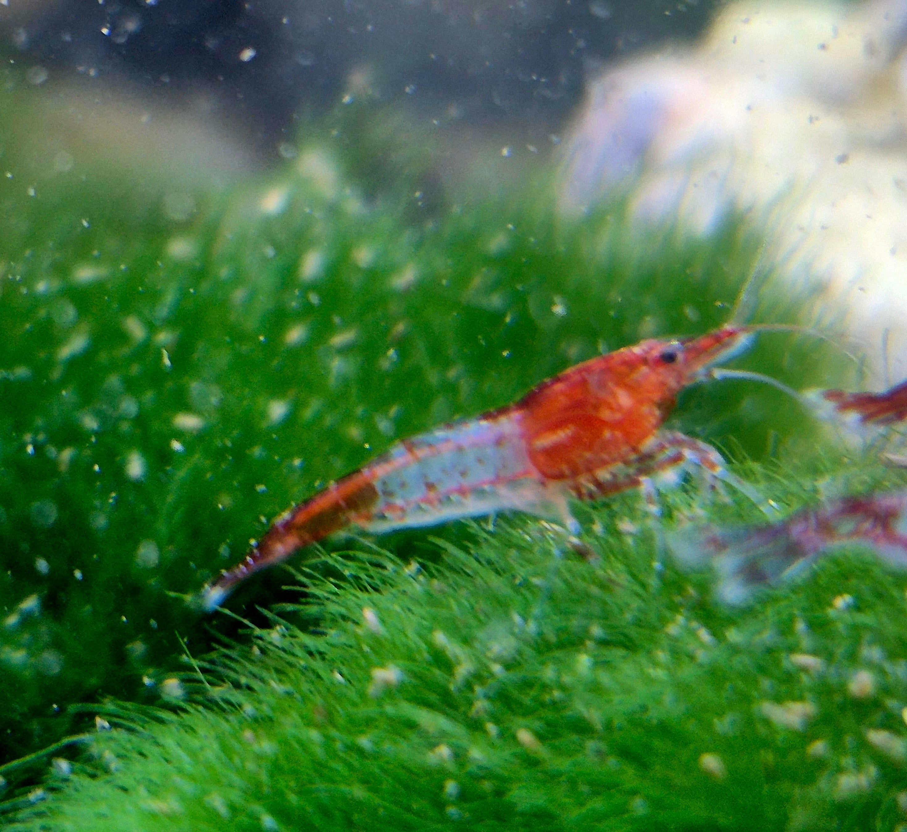 Red Rili Rot Zwerggarnele Neocaridina Davidi