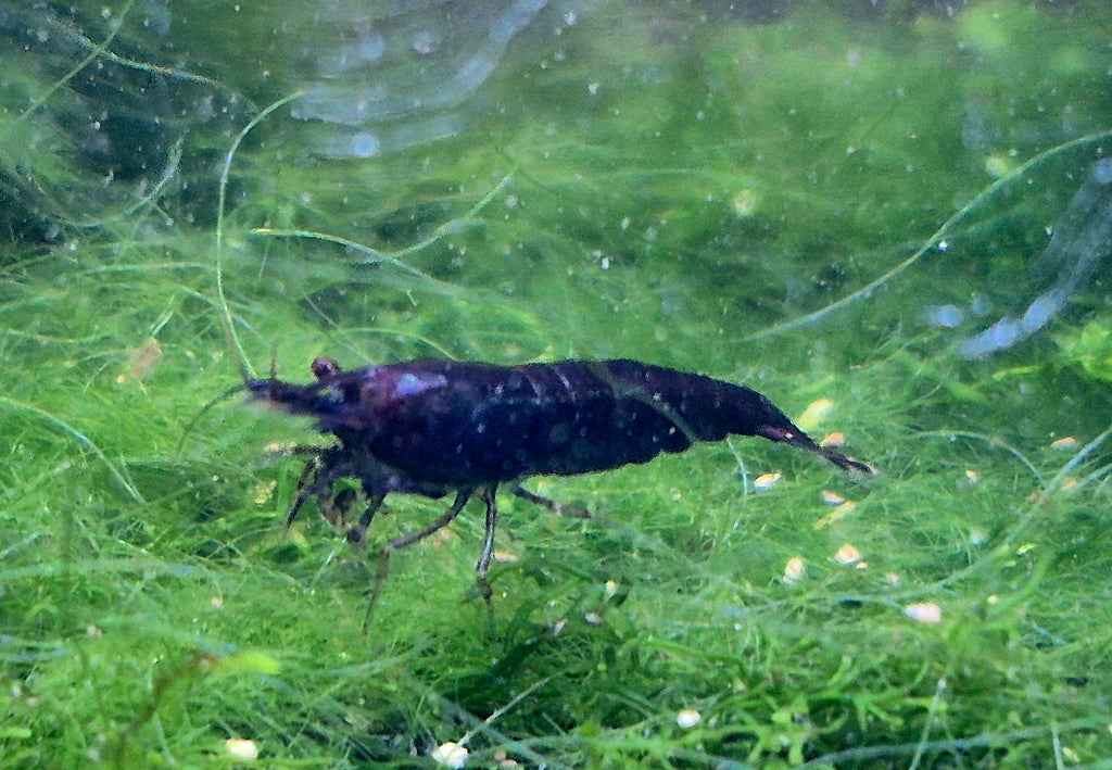 Black Rose Sakura Garnele – tiefschwarz mit edlem Schokoschimmer