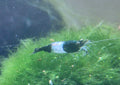 Green Rili Grün Zwerggarnele Neocaridina Davidi