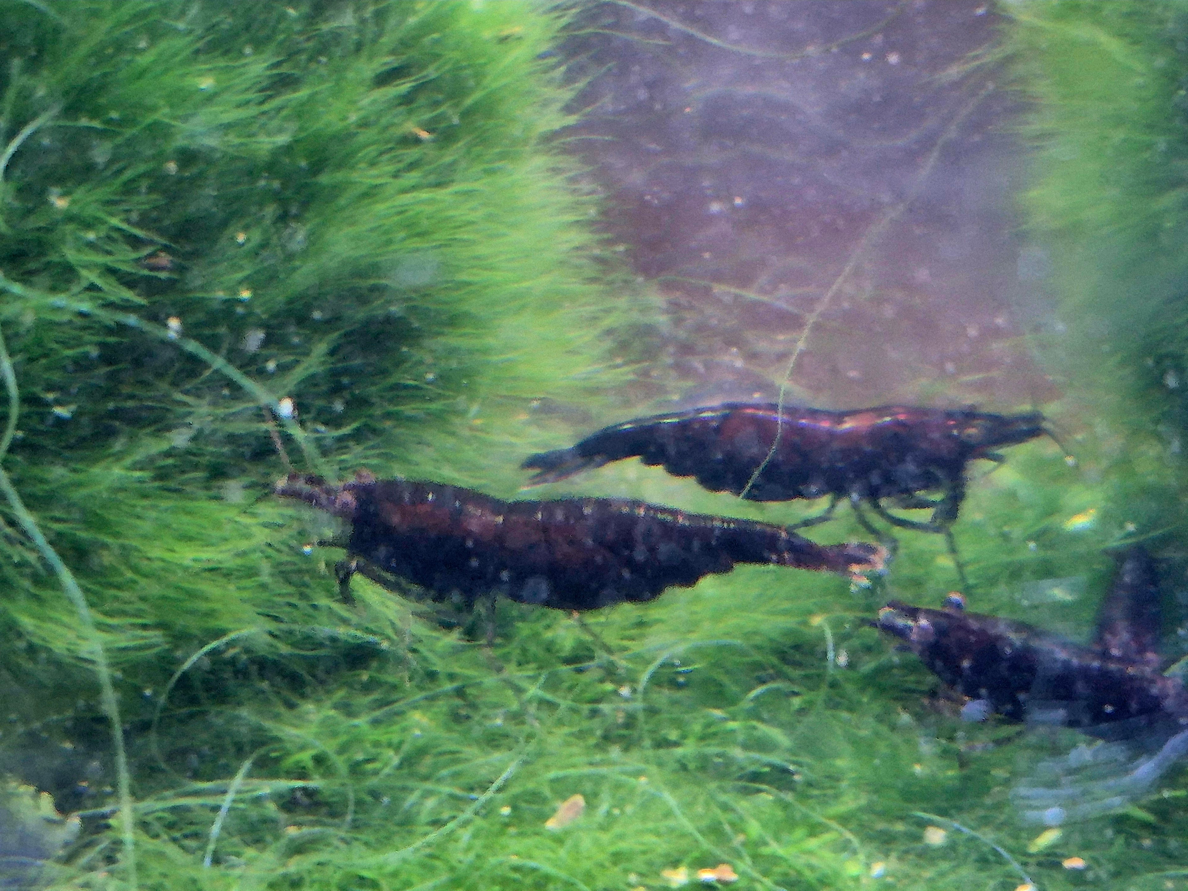 Black Rose Sakura Garnele – tiefschwarz mit edlem Schokoschimmer