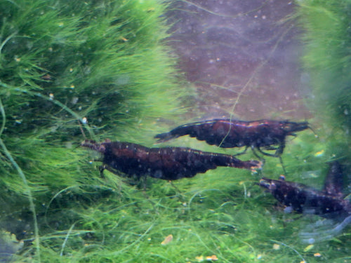 Black Rose Sakura Garnele – tiefschwarz mit edlem Schokoschimmer