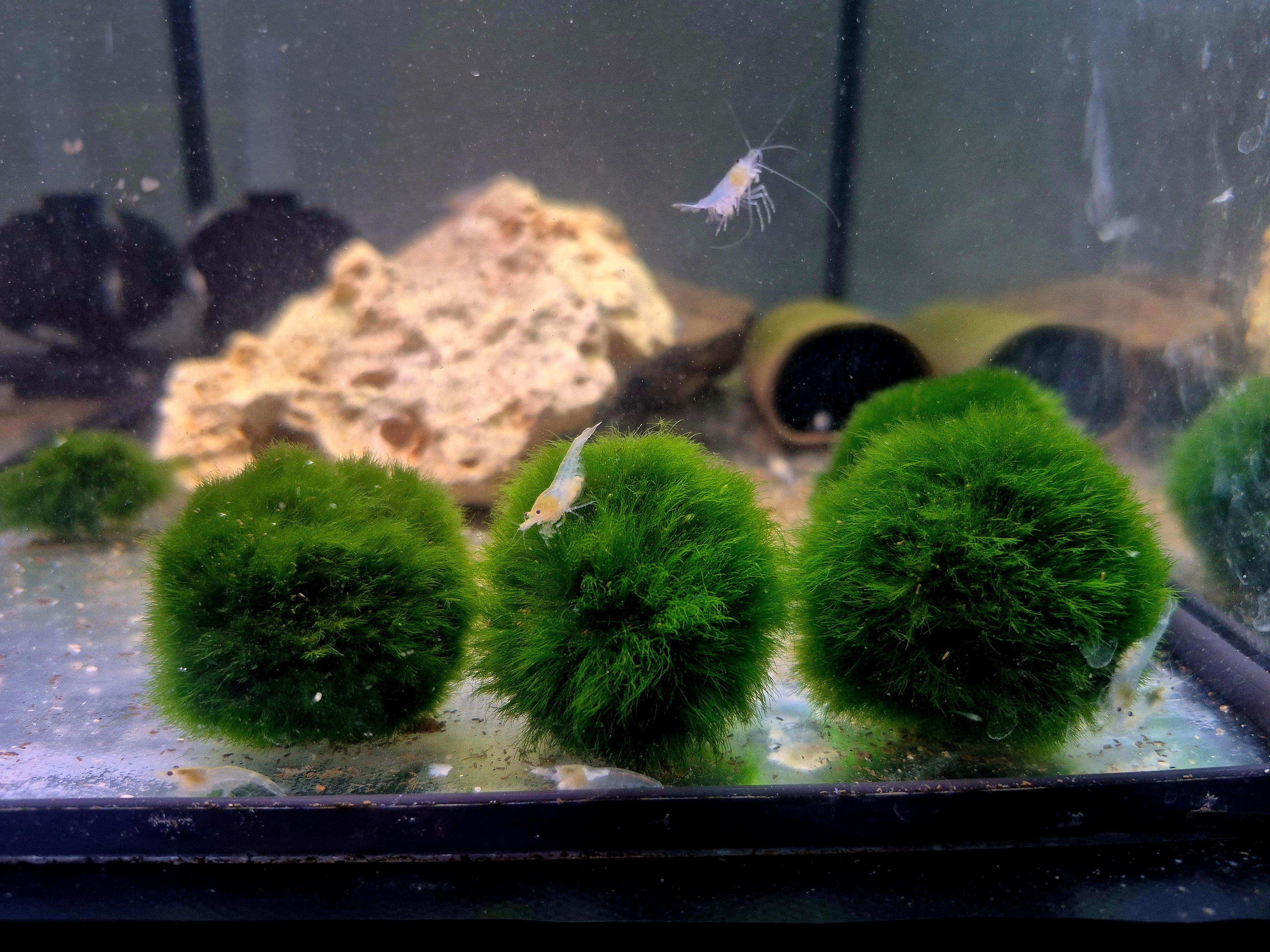 Mooskugel (Cladophora aegagropila)