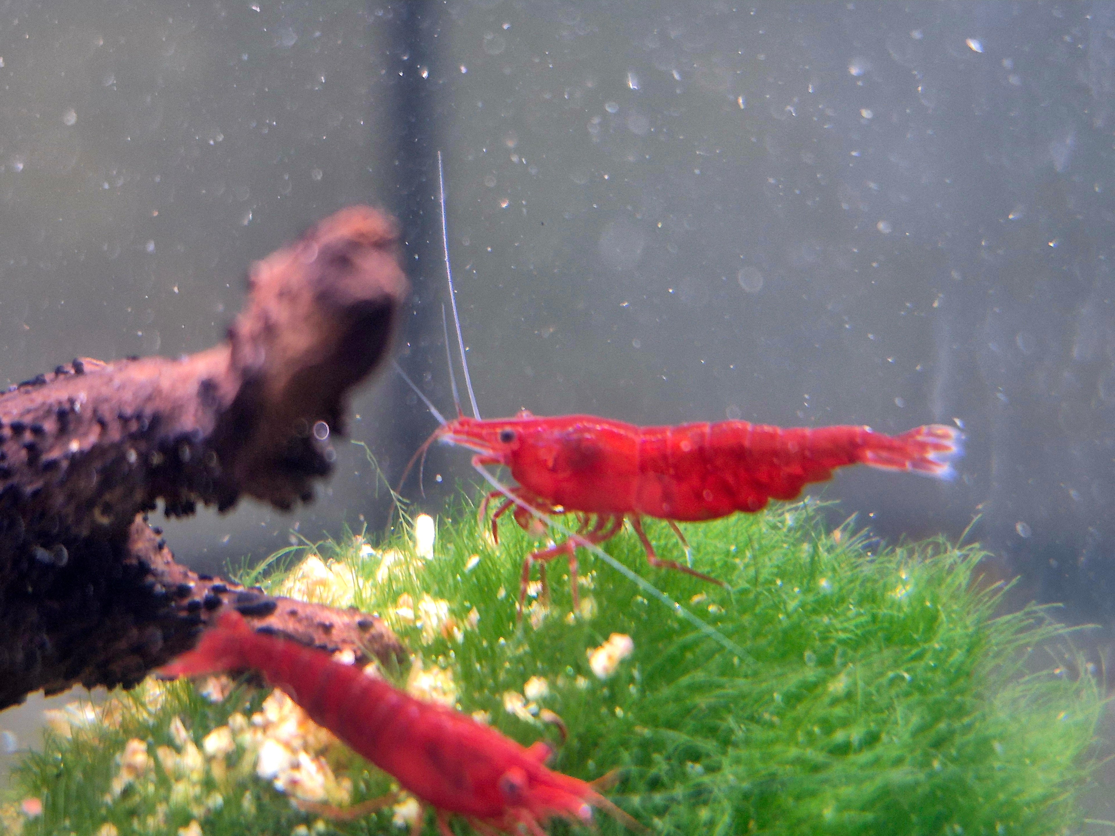 Bloody Mary Rot Zwerggarnele Neocaridina Davidi