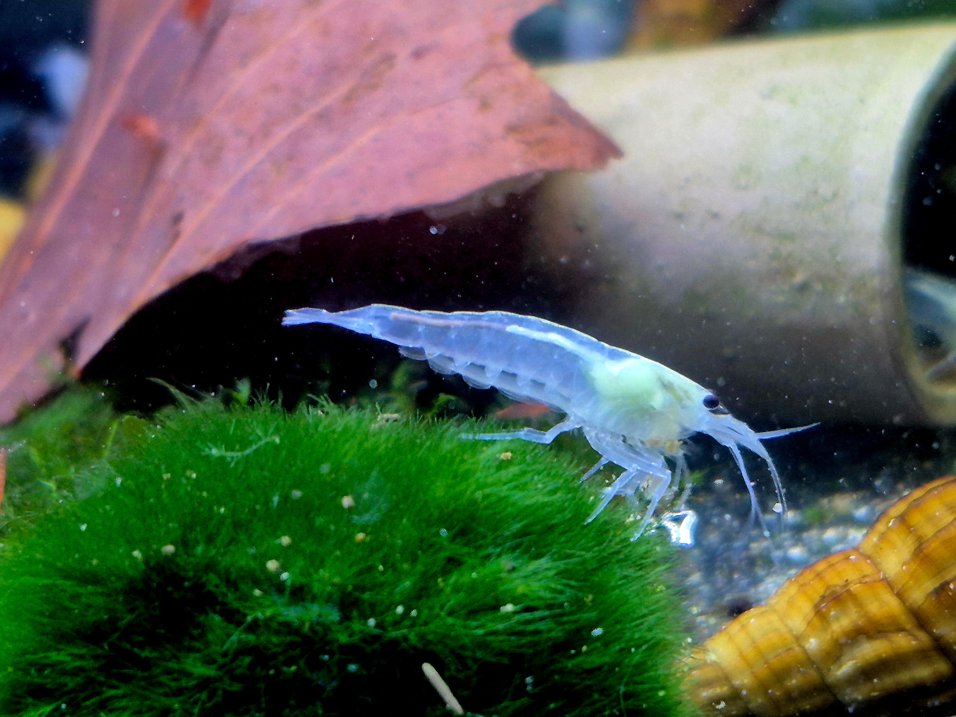 XL weisse Amanogarnelen (Caridina multidentata) – ca. 3 cm