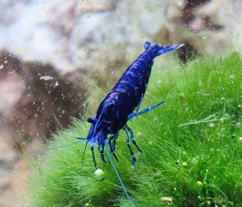 Blue Dream blau Zwerggarnele Neocaridina Davidi