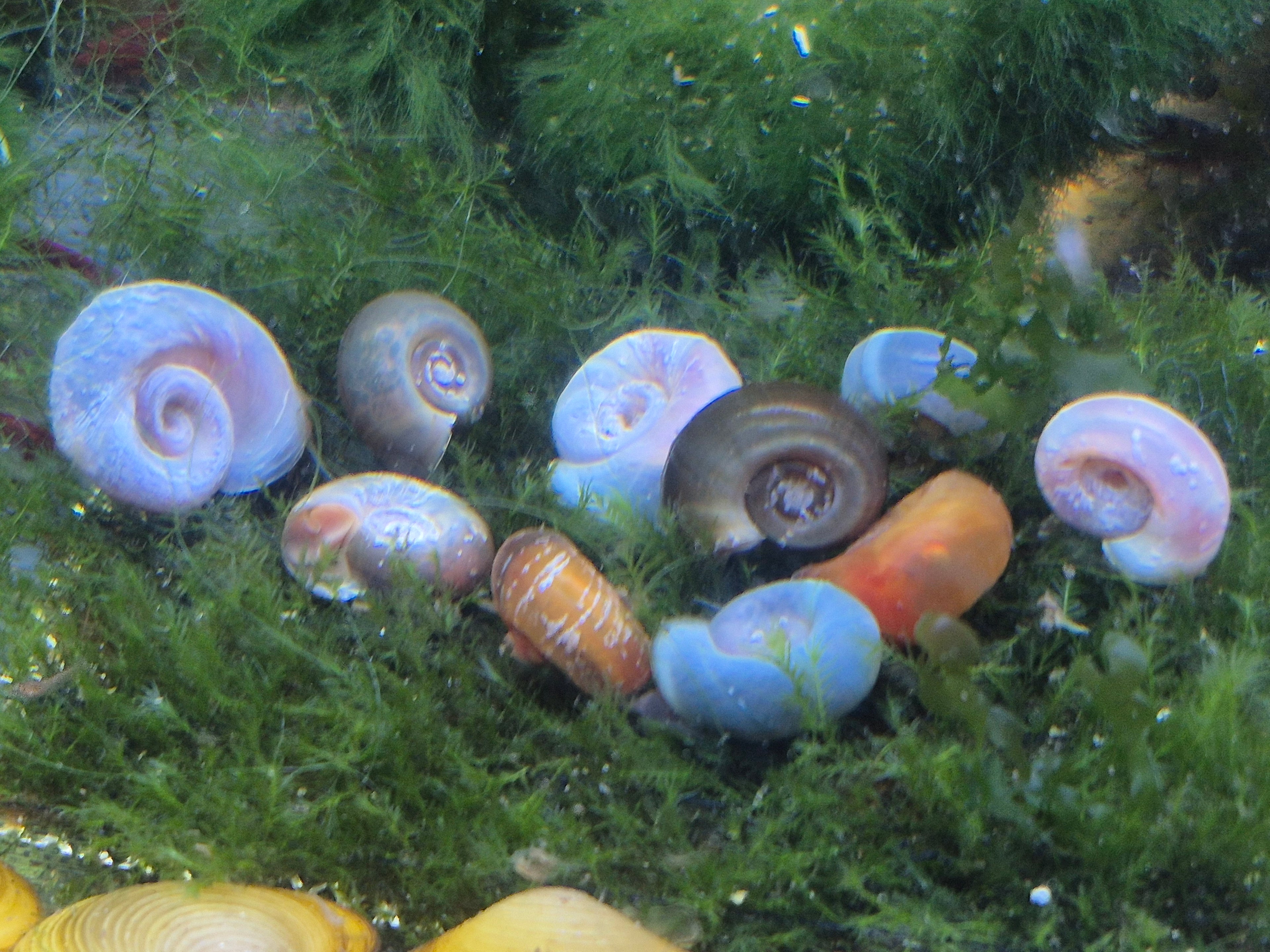 10x Dreifarbiger Posthornschnecken-Mix (mittlere Größe)