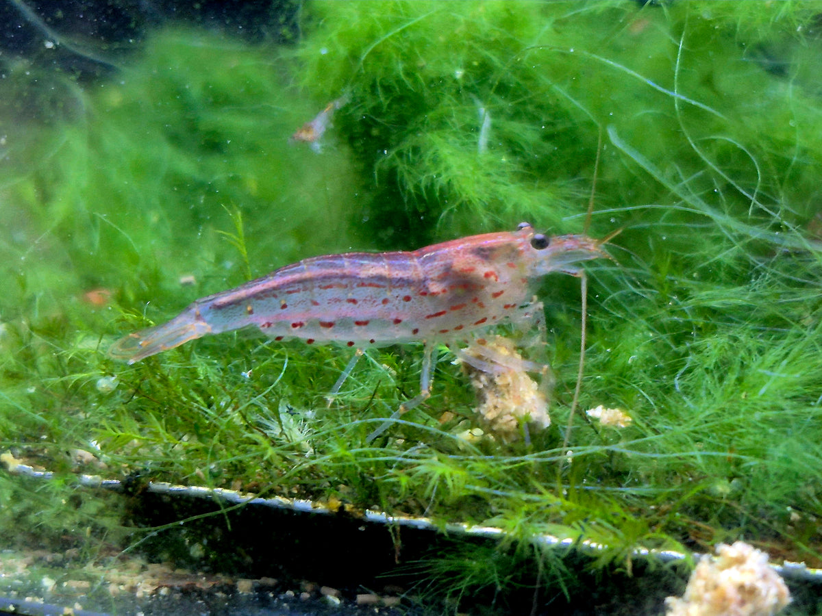 Amanogarnelen Rot (Caridina multidentata) – Grösse L- ca. 3 cm robuste Algenfresser für Gesellschaftsbecken