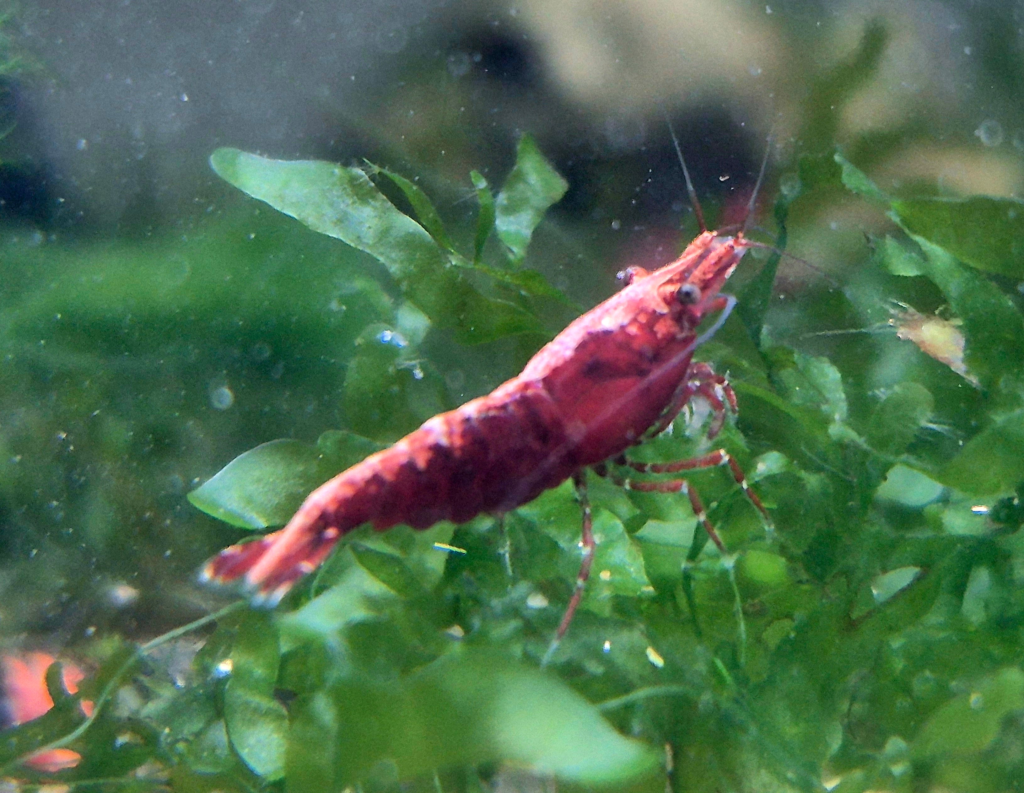Red Sakura Rot Zwerggarnele Neocaridina Davidi