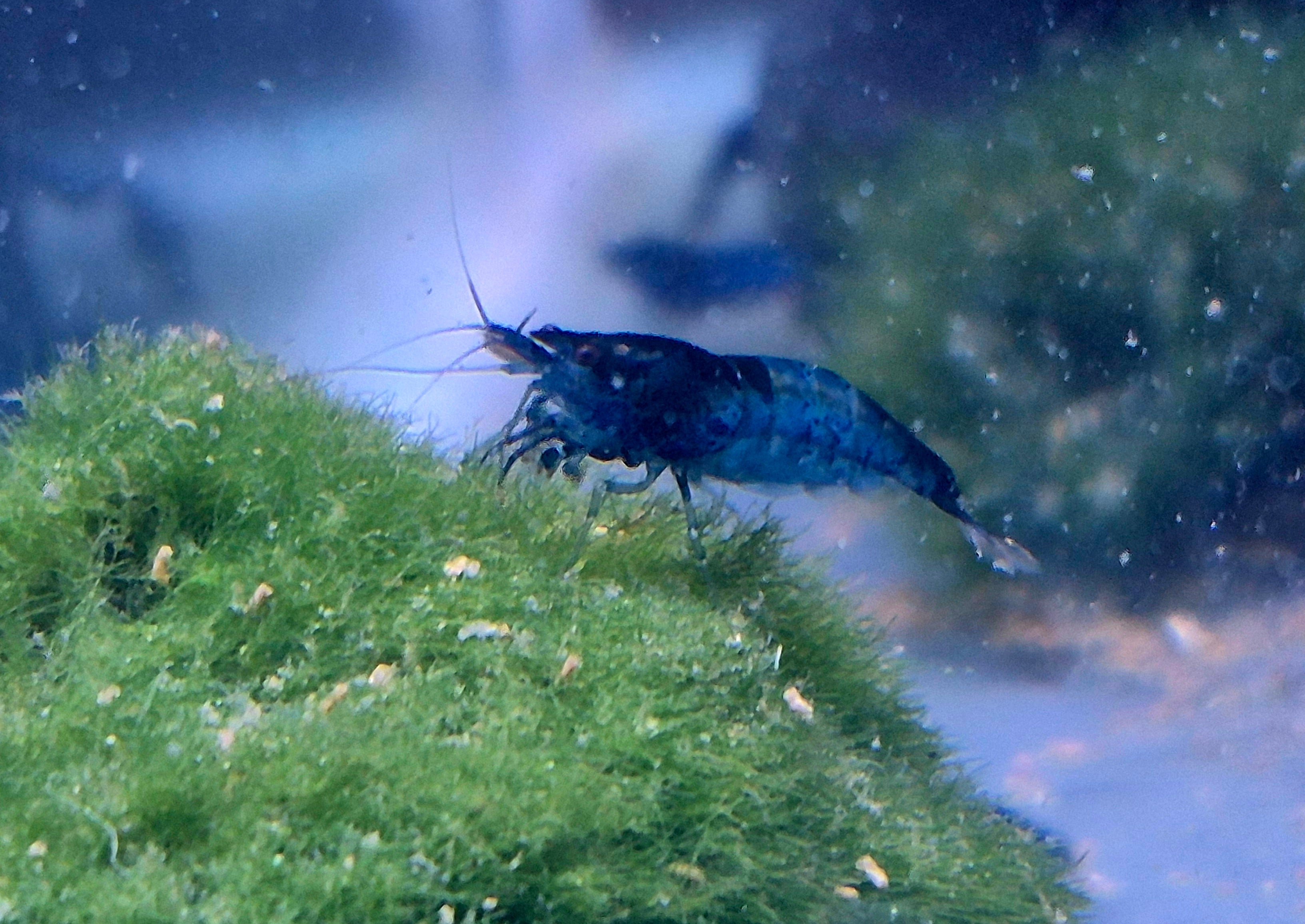 Blue Black Rili Zwerggarnele Neocaridina Davidi
