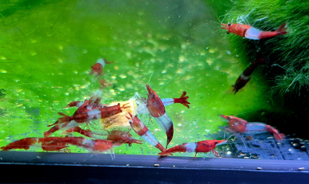 Red Rili Rot Zwerggarnele Neocaridina Davidi