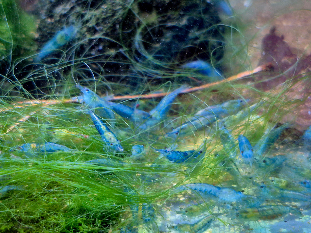 Blue Jelly blau Zwerggarnele Neocaridina Davidi