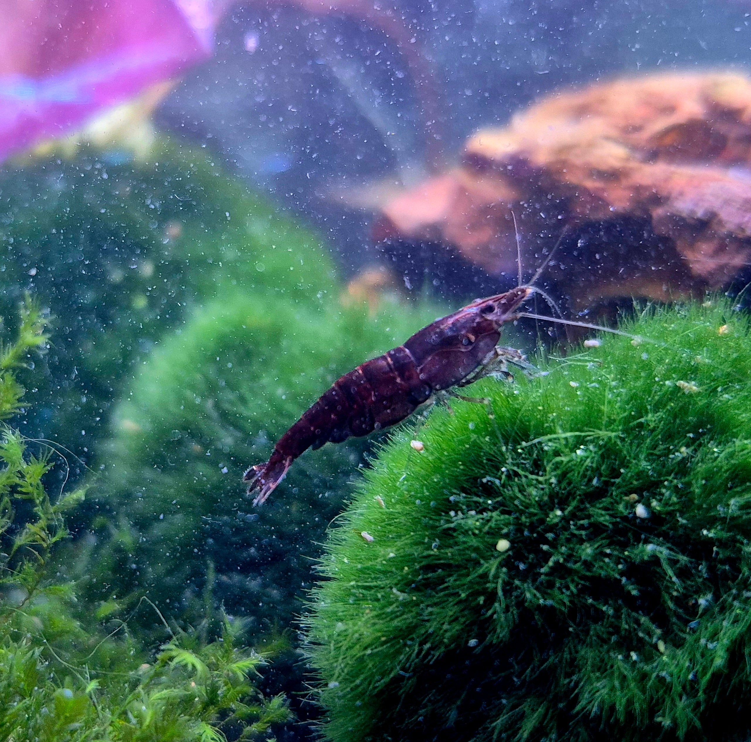 Red Onyx Zwerggarnele Neocaridina Davidi