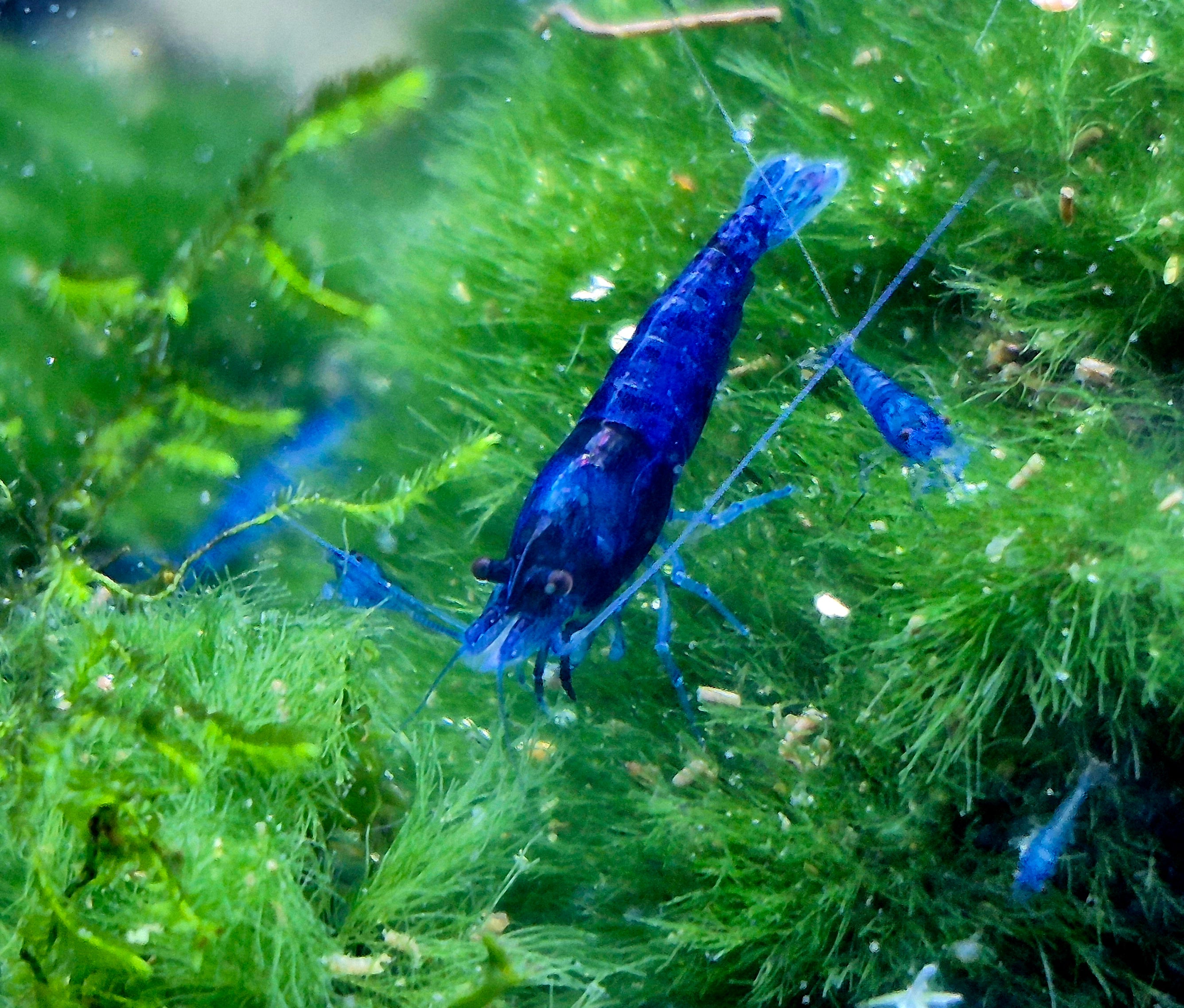 Blue Dream blau Zwerggarnele Neocaridina Davidi