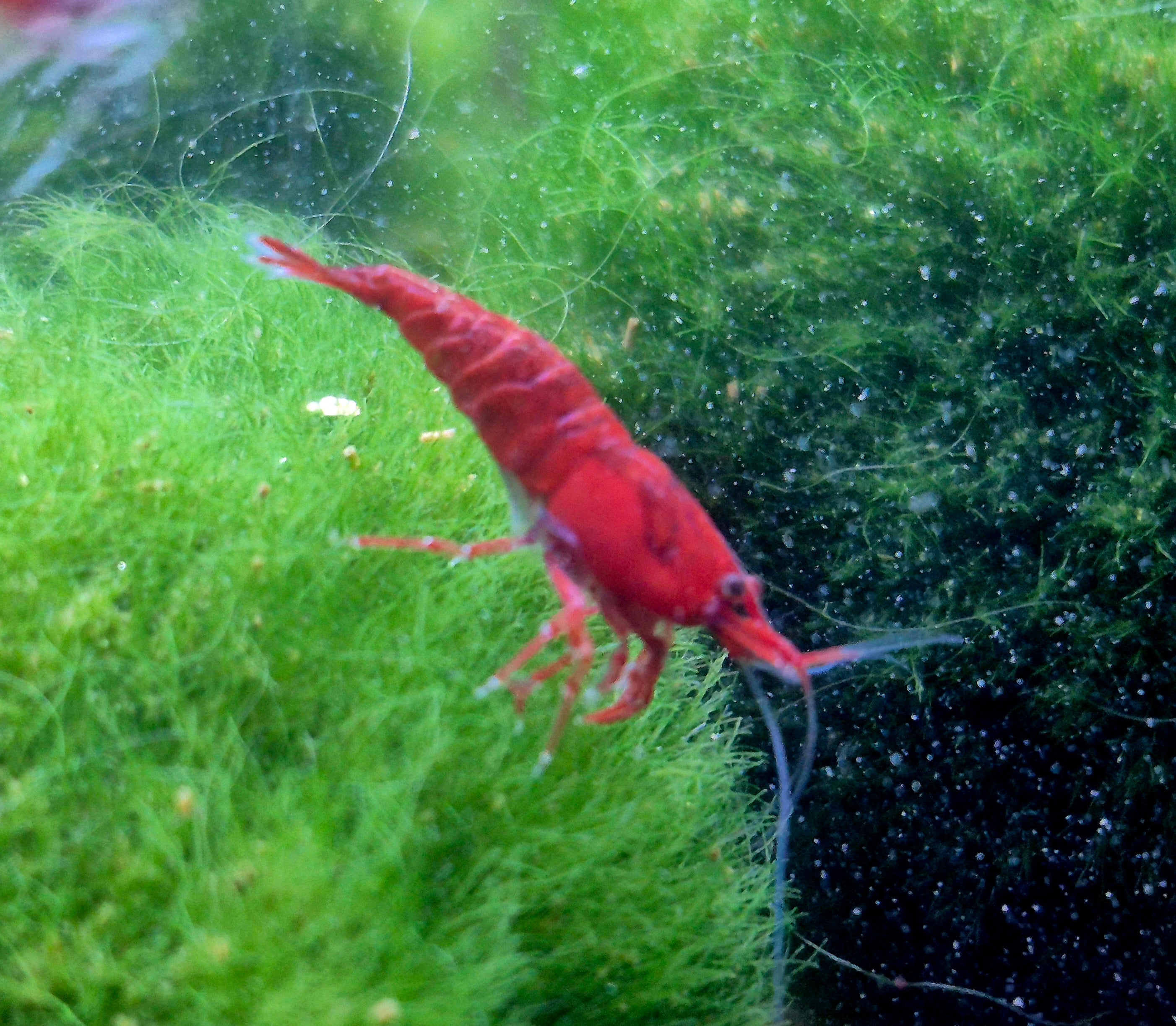 Red Cherry Fire Rot Zwerggarnele Neocaridina Davidi