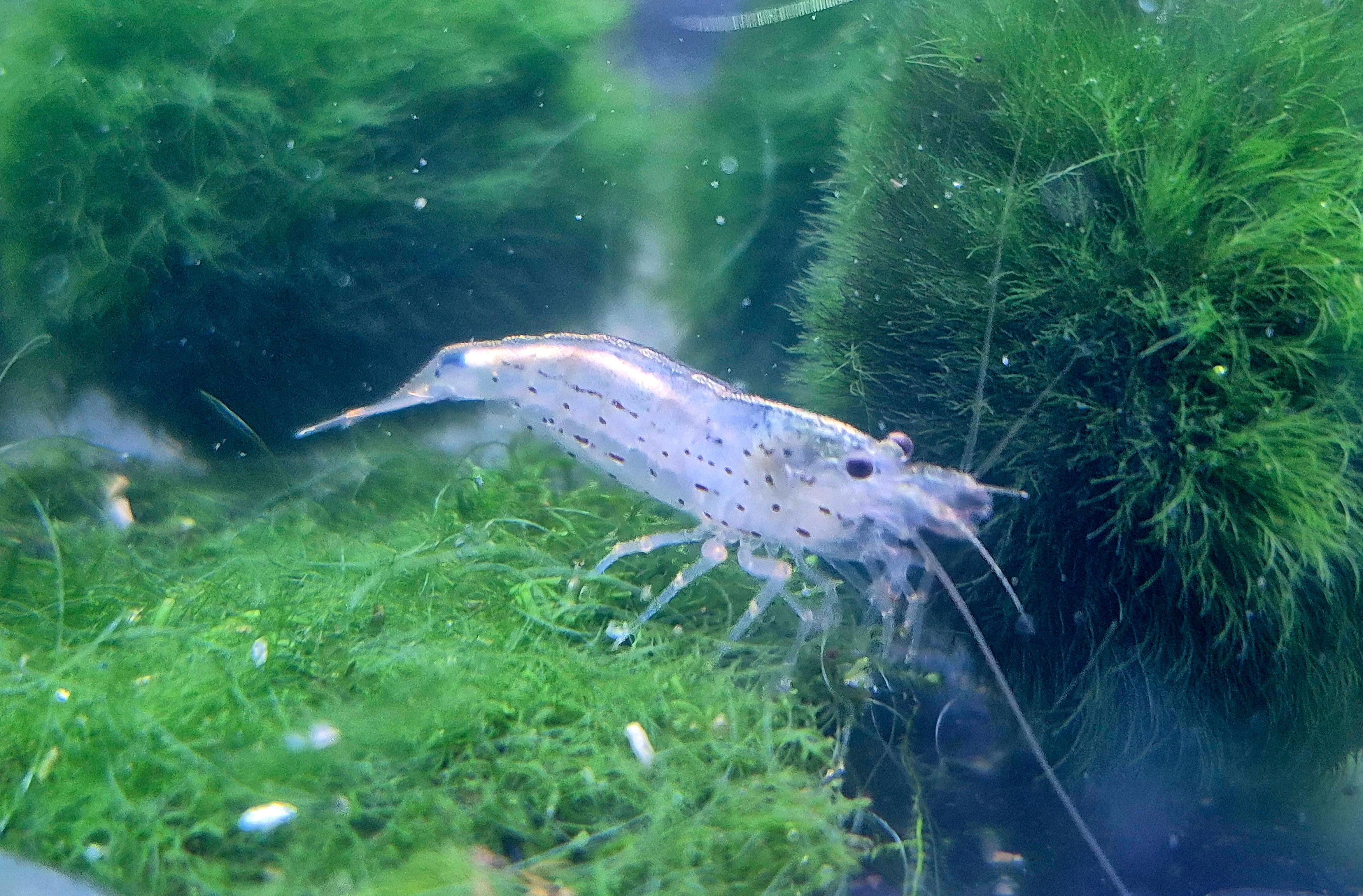 Amanogarnelen (Caridina multidentata) – ca. 2 cm, naturfarben, robuste Algenfresser für Gesellschaftsbecken