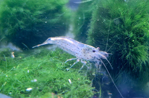 Amanogarnelen (Caridina multidentata) – ca. 2 cm, naturfarben, robuste Algenfresser für Gesellschaftsbecken
