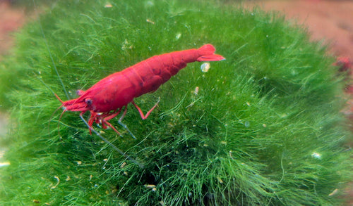 Bloody Mary Rot Zwerggarnele Neocaridina Davidi