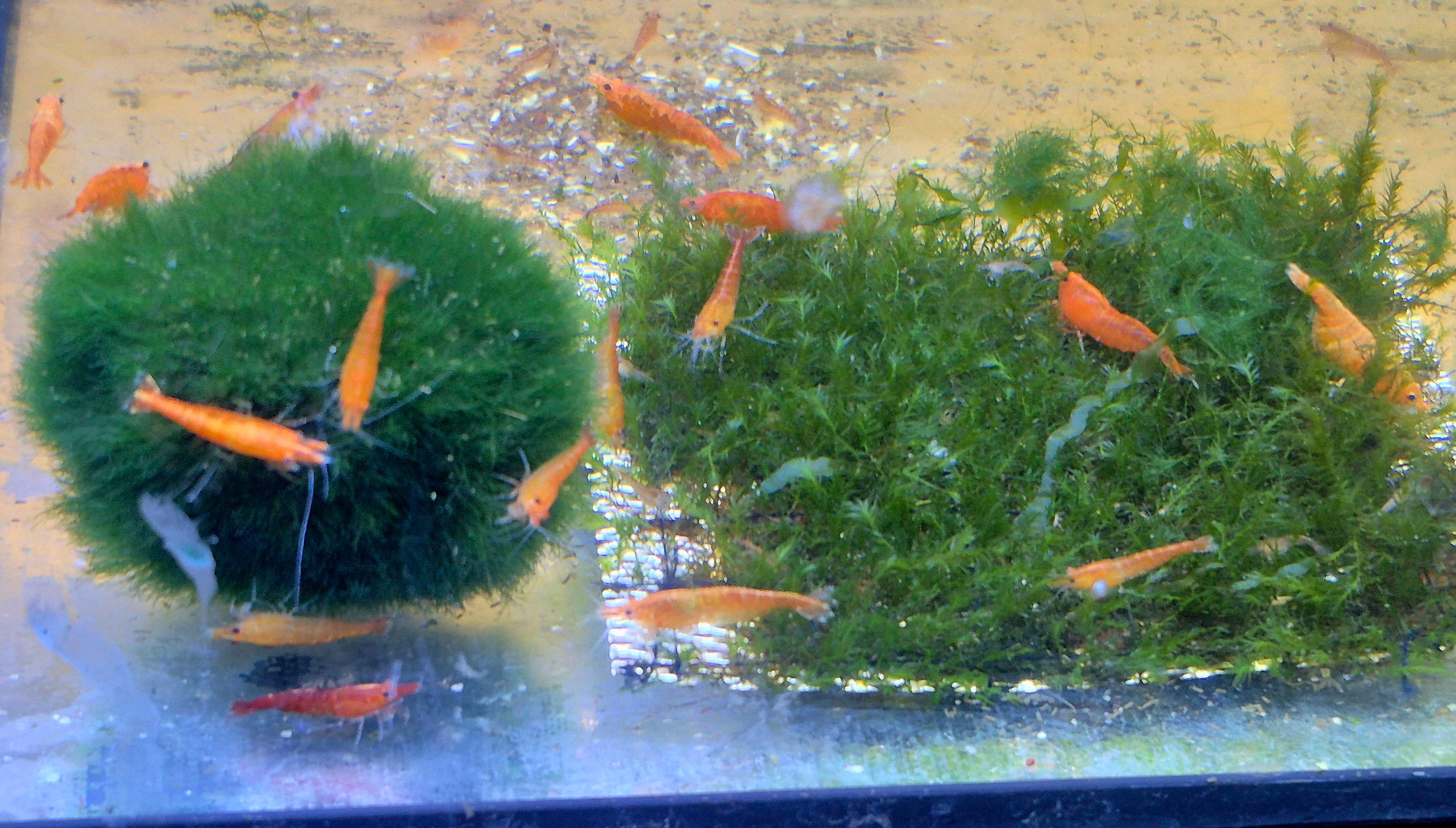 Orange Sunkist Sakura Zwerggarnele Neocaridina Davidi