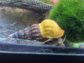 Brotia herculea – ca 5cm große, robuste Turmdeckelschnecke für saubere Aquarien