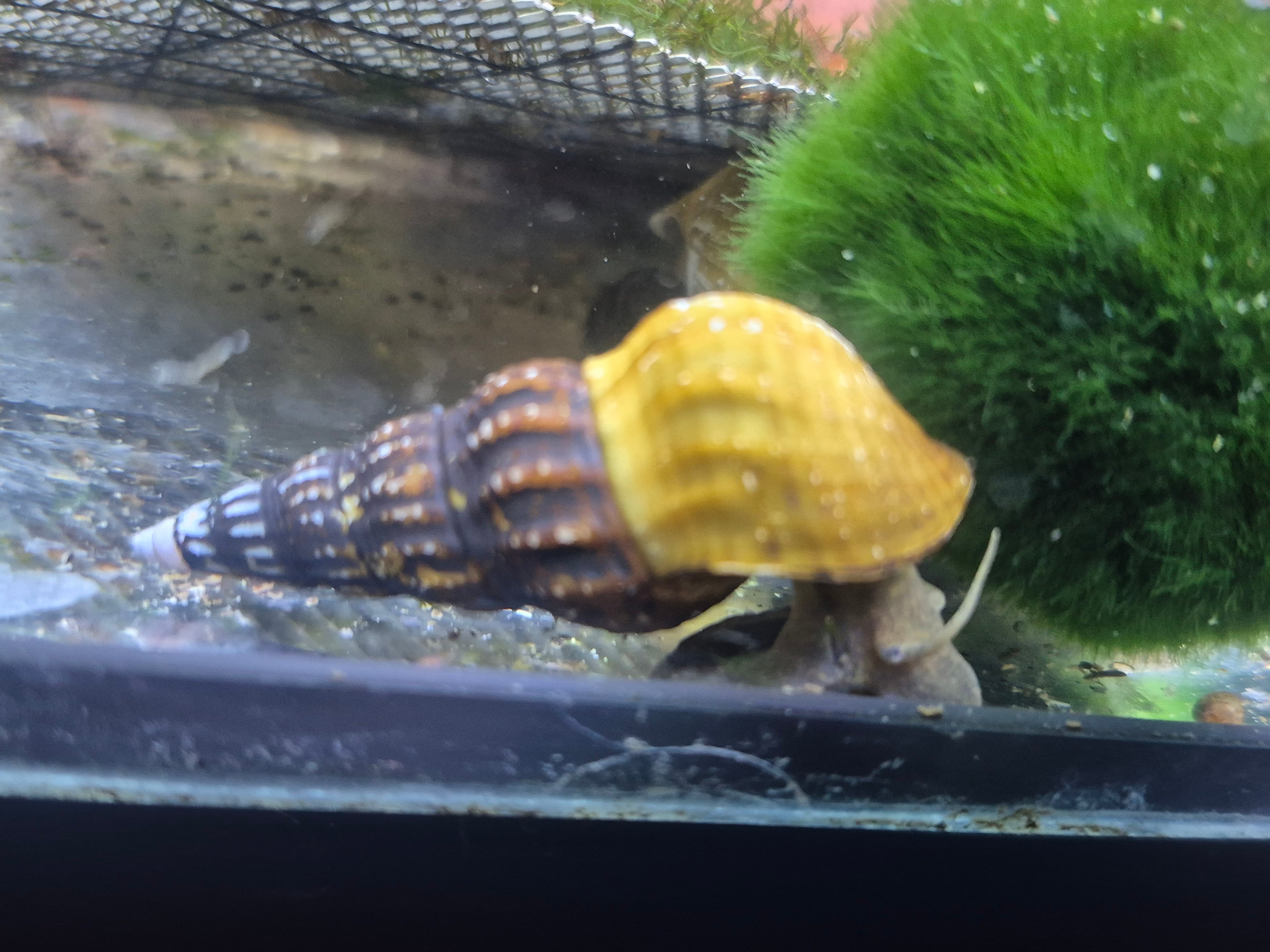 Brotia herculea – ca 5cm große, robuste Turmdeckelschnecke für saubere Aquarien