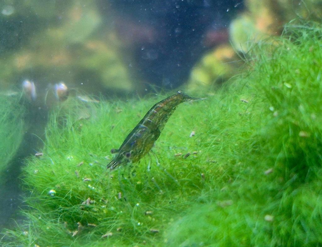 Green Jade Grün Zwerggarnele Neocaridina Davidi