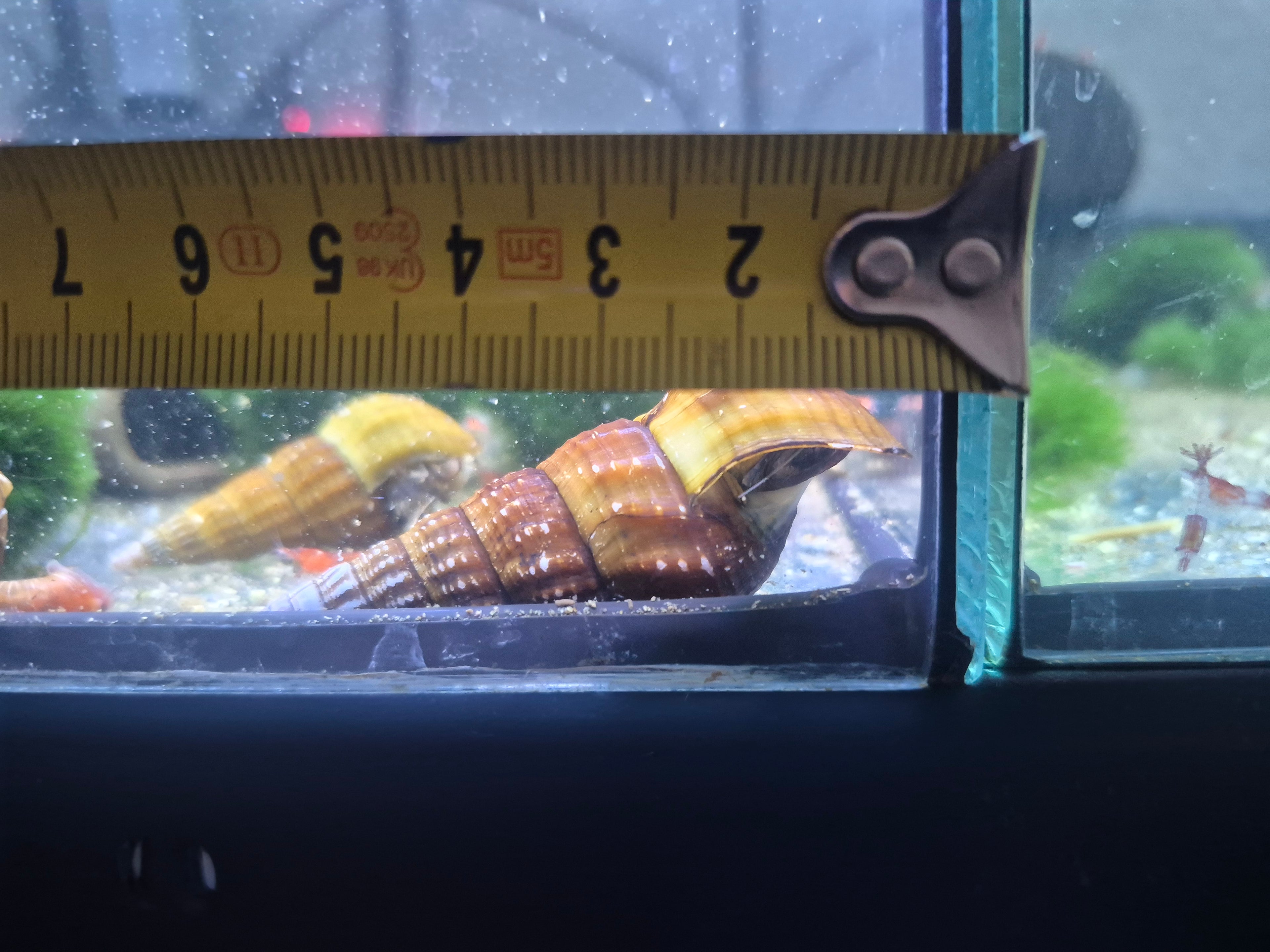 Brotia herculea – ca 5cm große, robuste Turmdeckelschnecke für saubere Aquarien