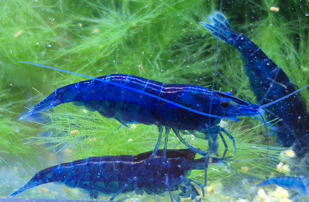Blue Dream blau Zwerggarnele Neocaridina Davidi