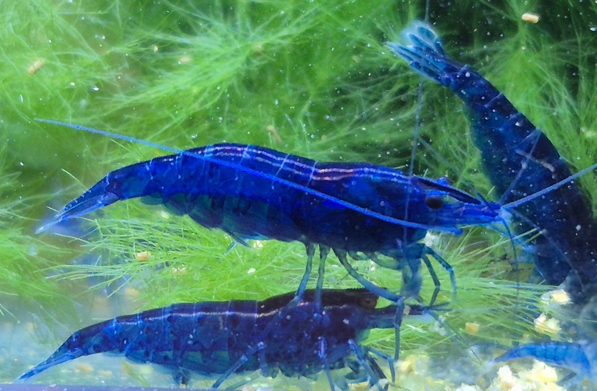 Blue Dream blau Zwerggarnele Neocaridina Davidi