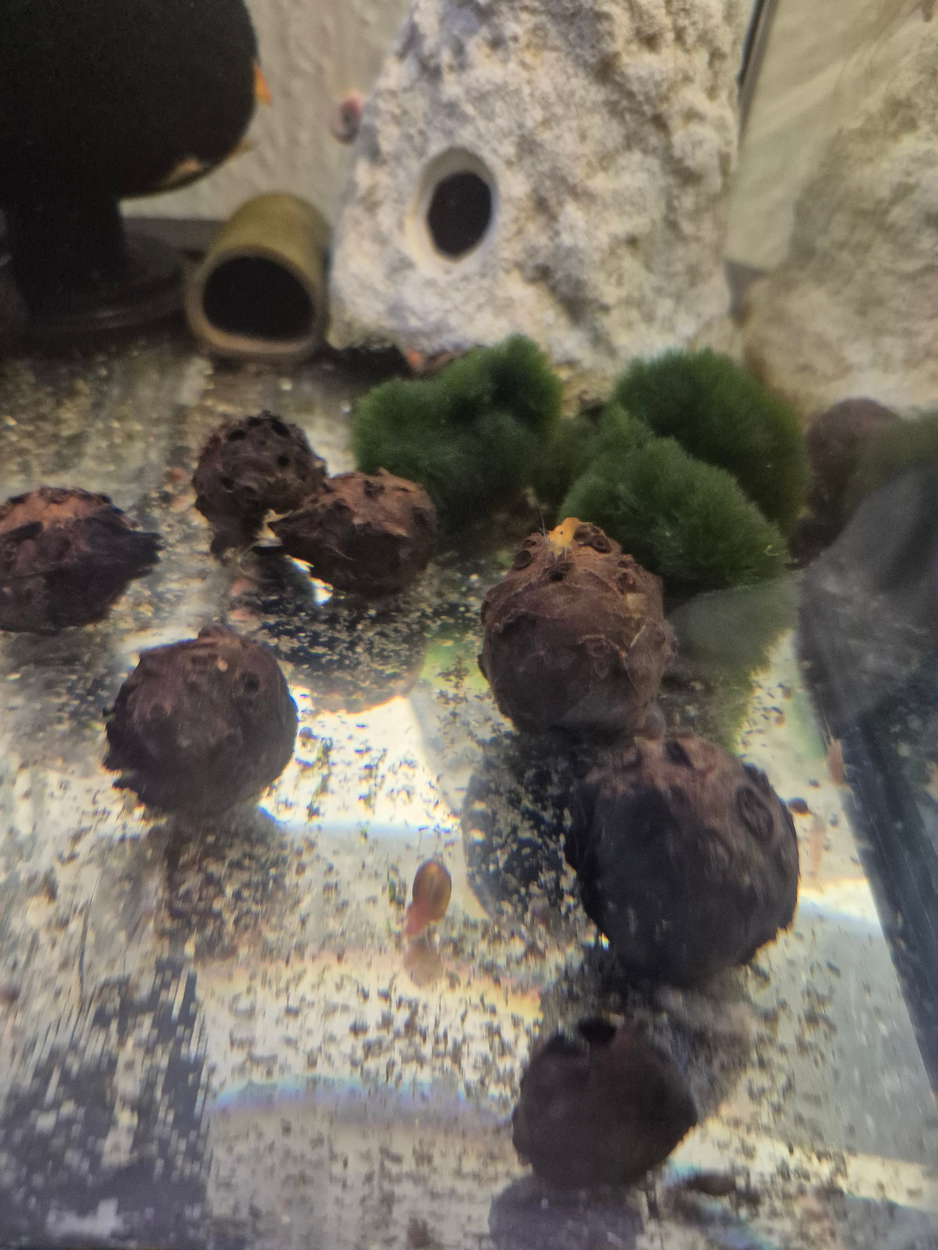 Lotusblütenknolle (Nelumbo) – natürliche Struktur für Garnelen-Aquarien