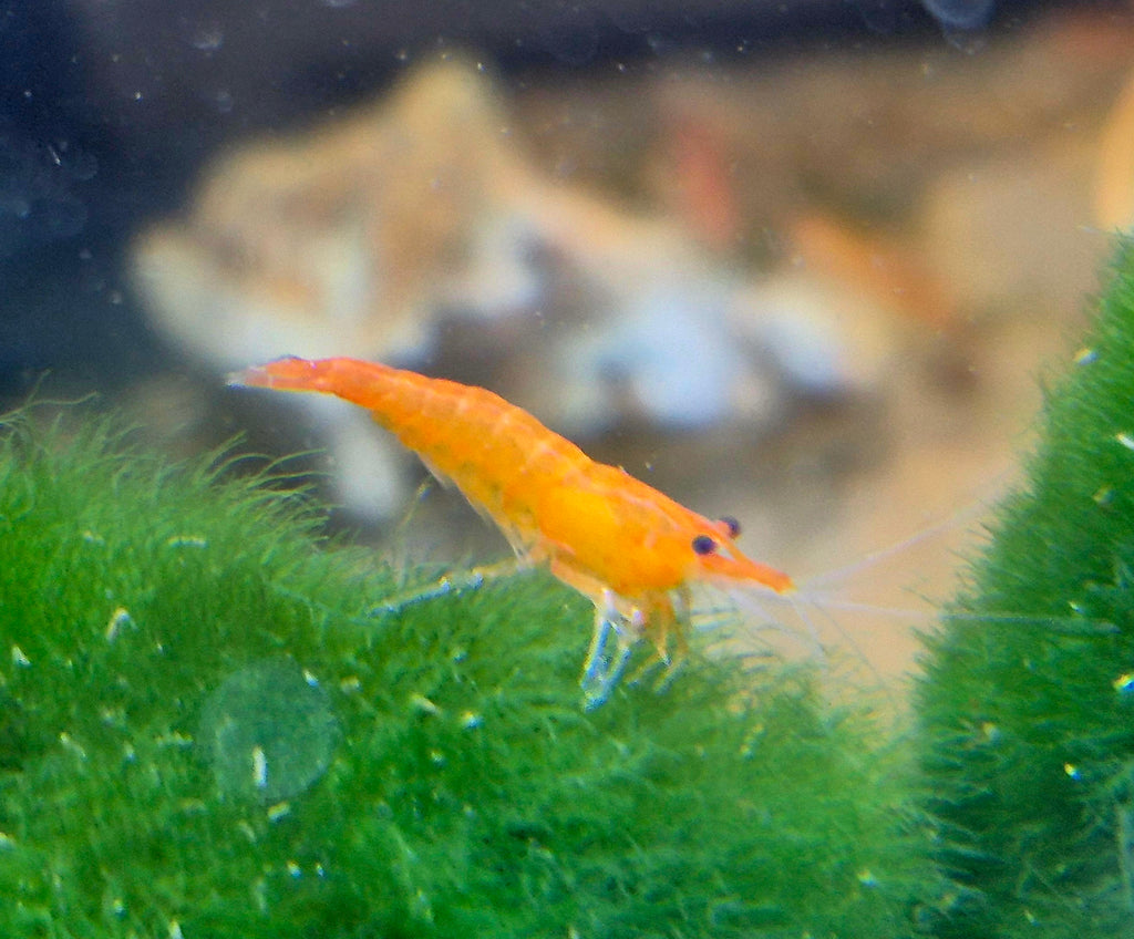 Orange Sunkist Sakura Zwerggarnele Neocaridina Davidi
