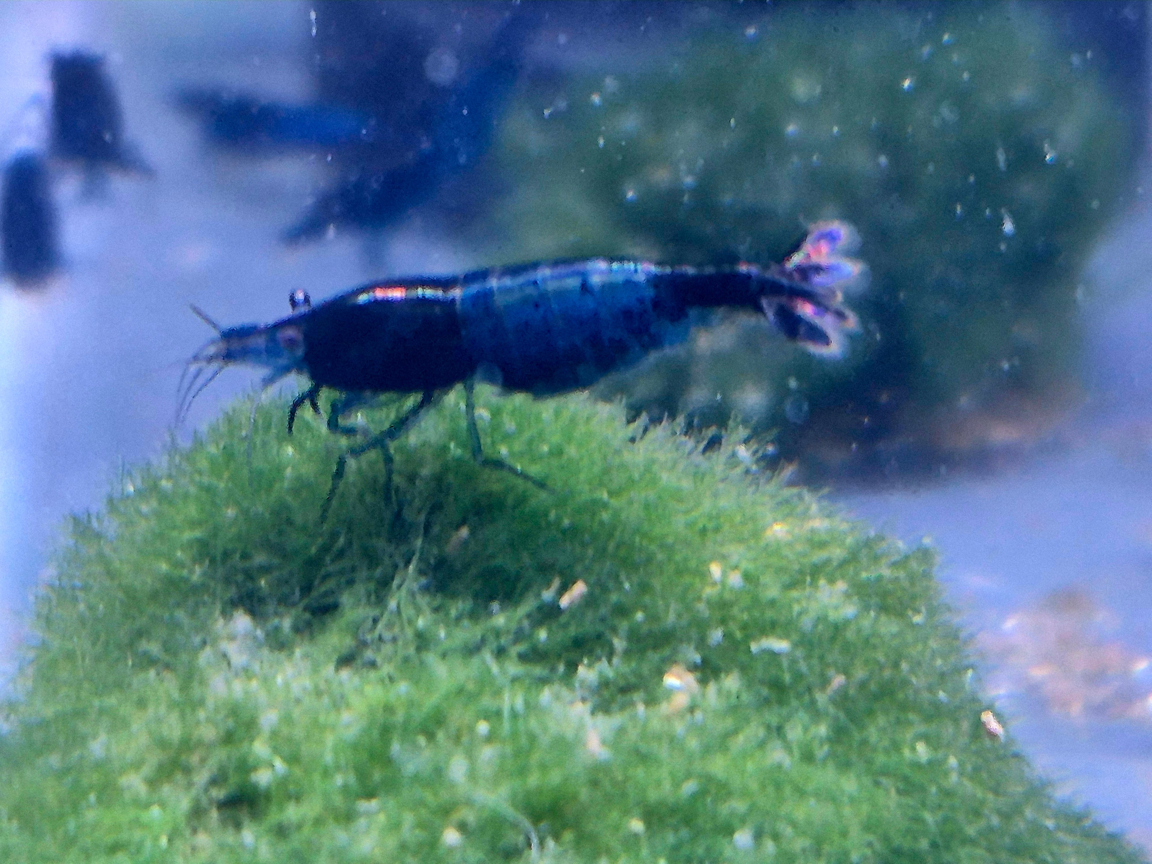 Blue Black Rili Zwerggarnele Neocaridina Davidi