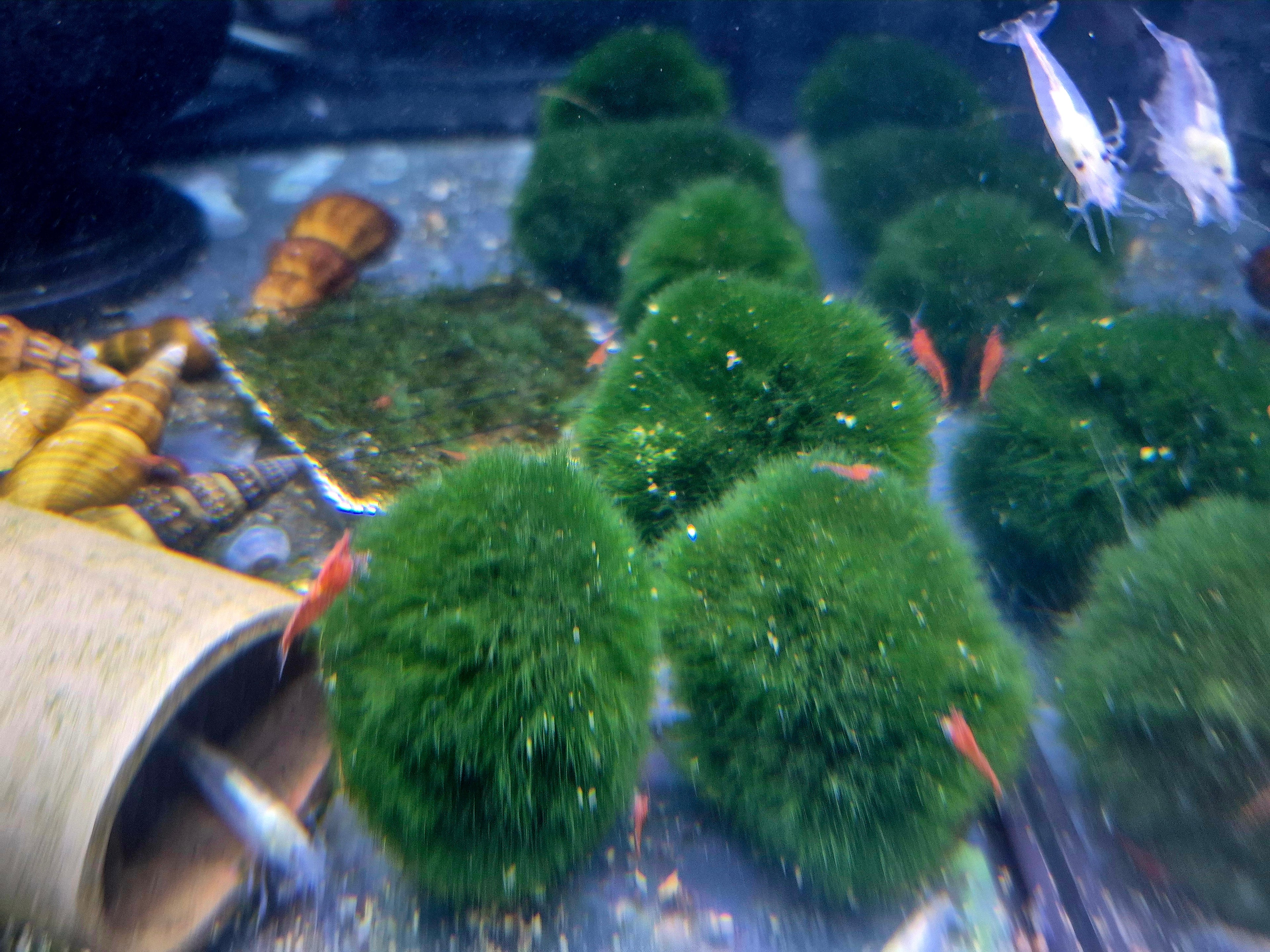 Mooskugel (Cladophora aegagropila)