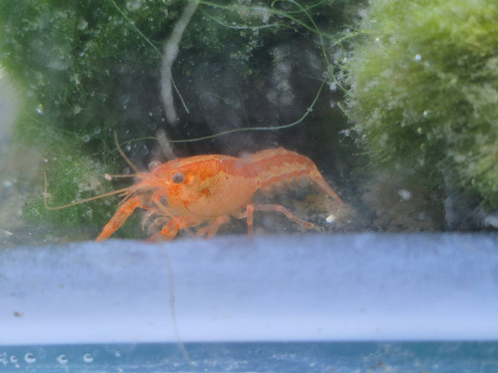 CPO Zwergflusskrebs Trio – 1 Männchen & 2 Weibchen | Orange | Für das Aquarium